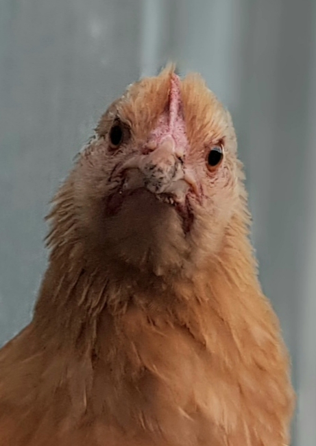 BuffOrpington.jpg