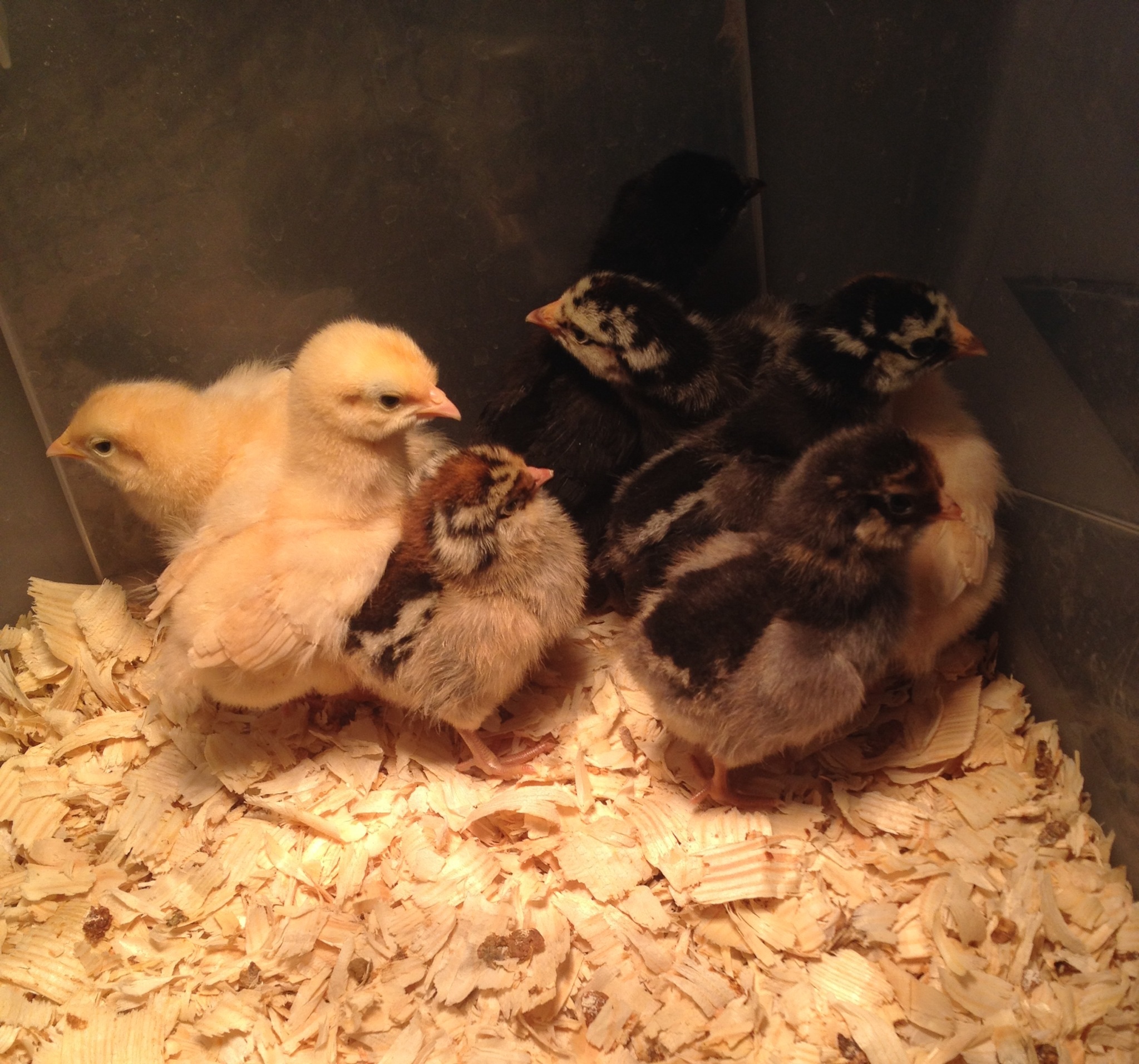 Buffs and wyandottes 1 wk old, Americauna 2 days old-Ginger and Peep