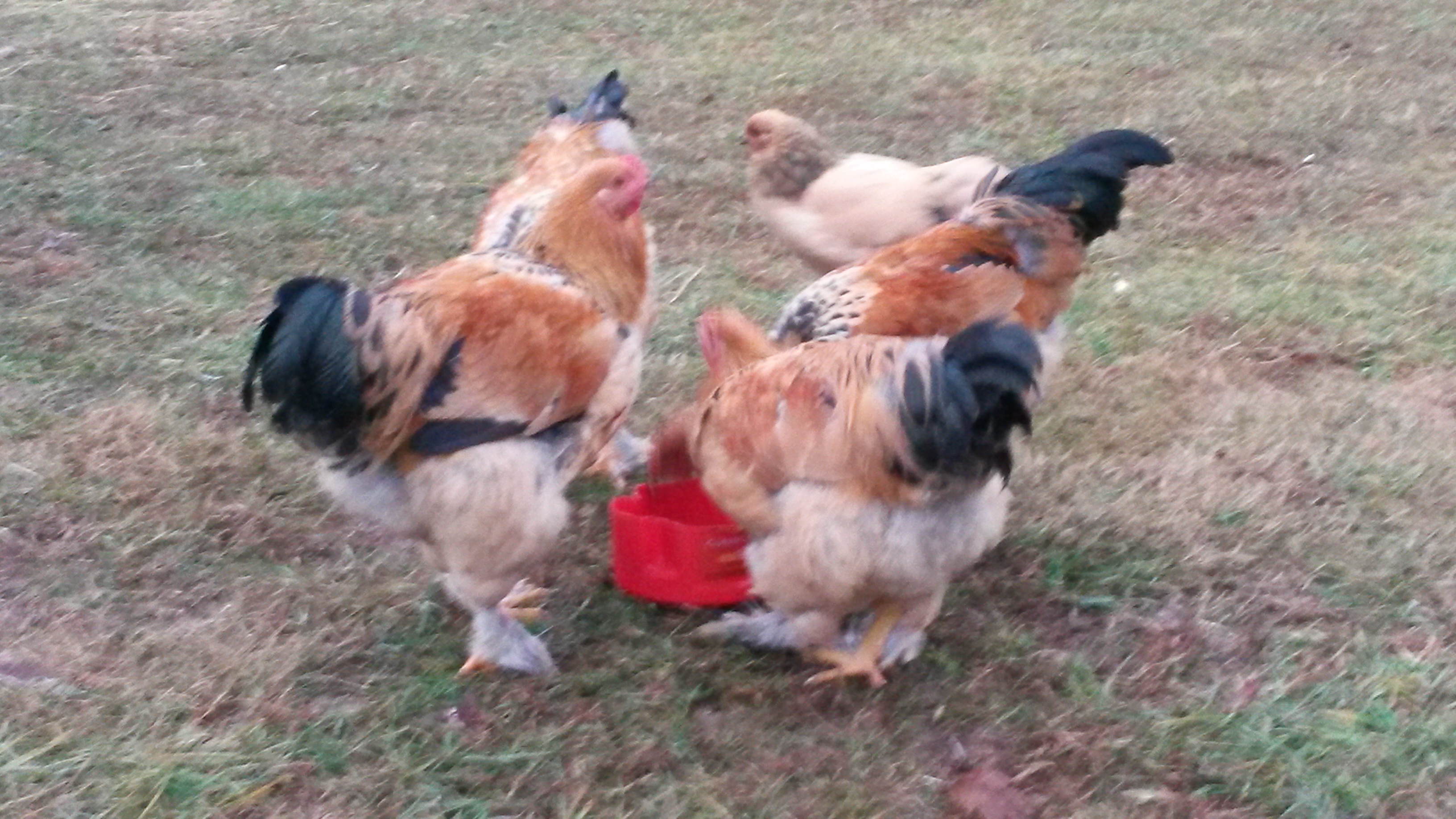 Buffs at 3 1/2 months.