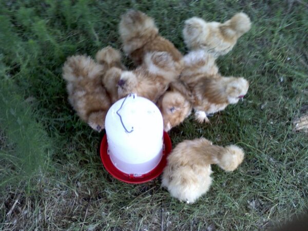Buffs at the water cooler, ahem, the chicken waterer!
