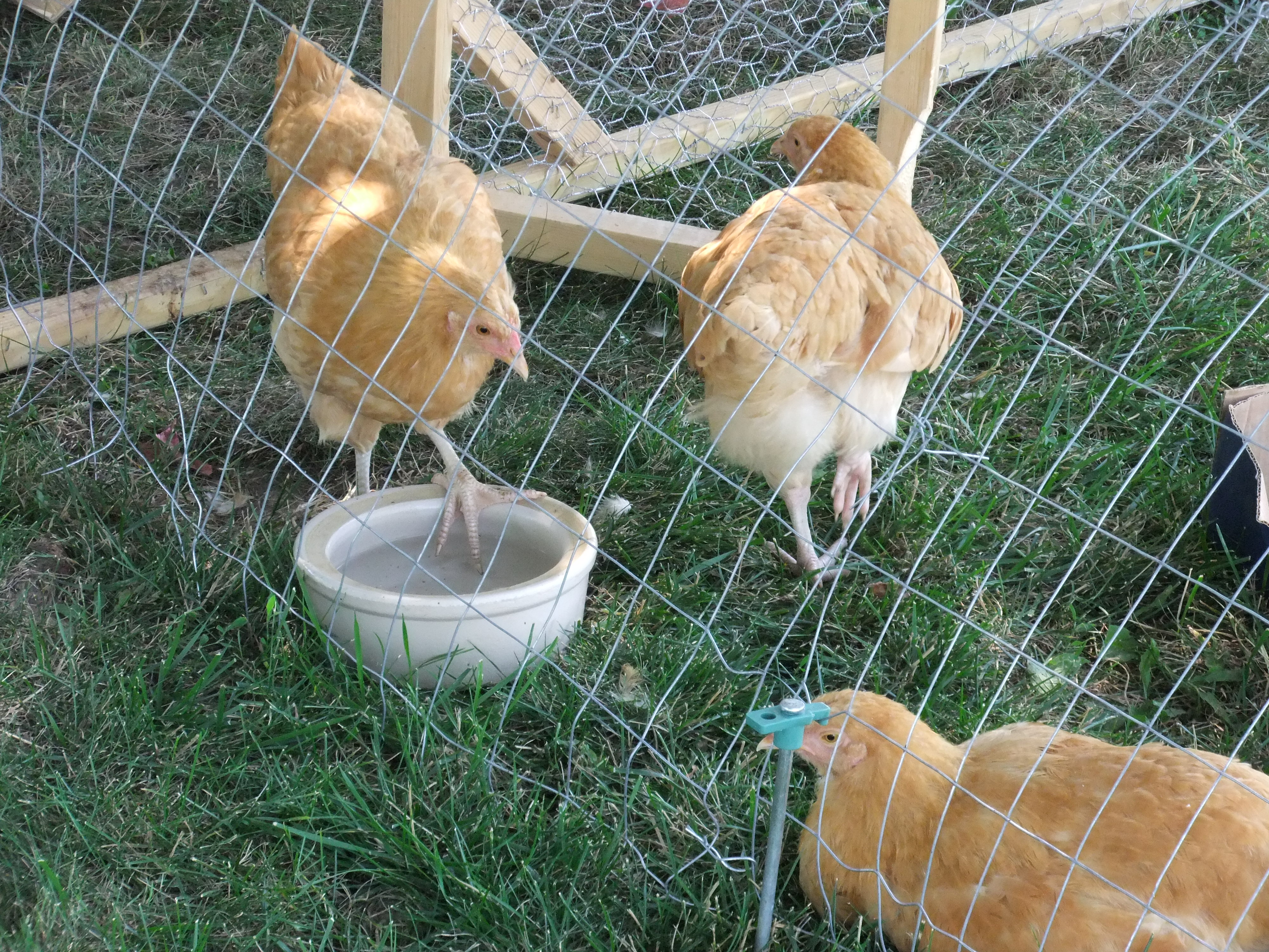 Buffs getting a drink