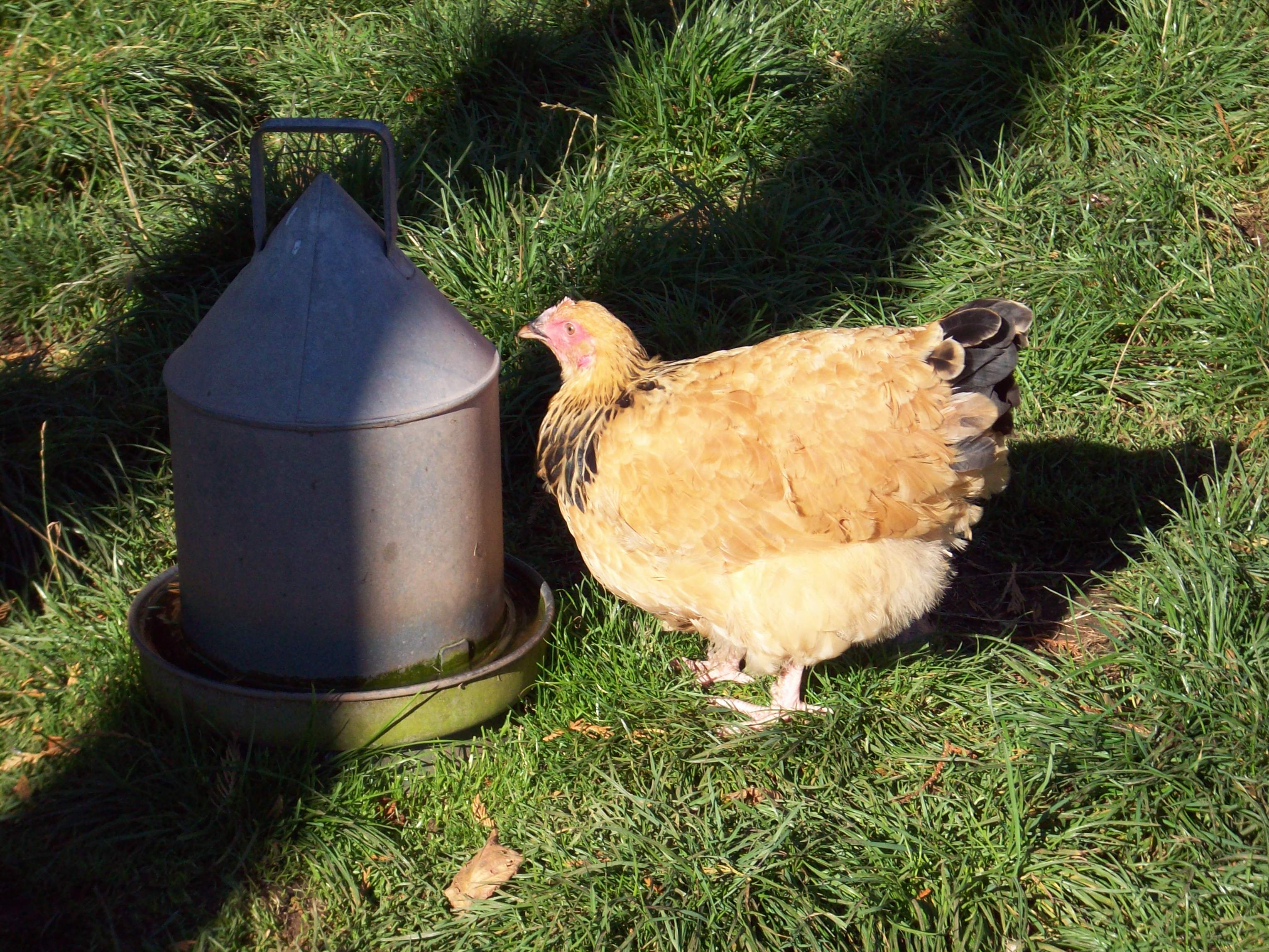 buffs having a drink. 21 weeks old almost ready to lay. Shes at the bottom of the pecking order.
