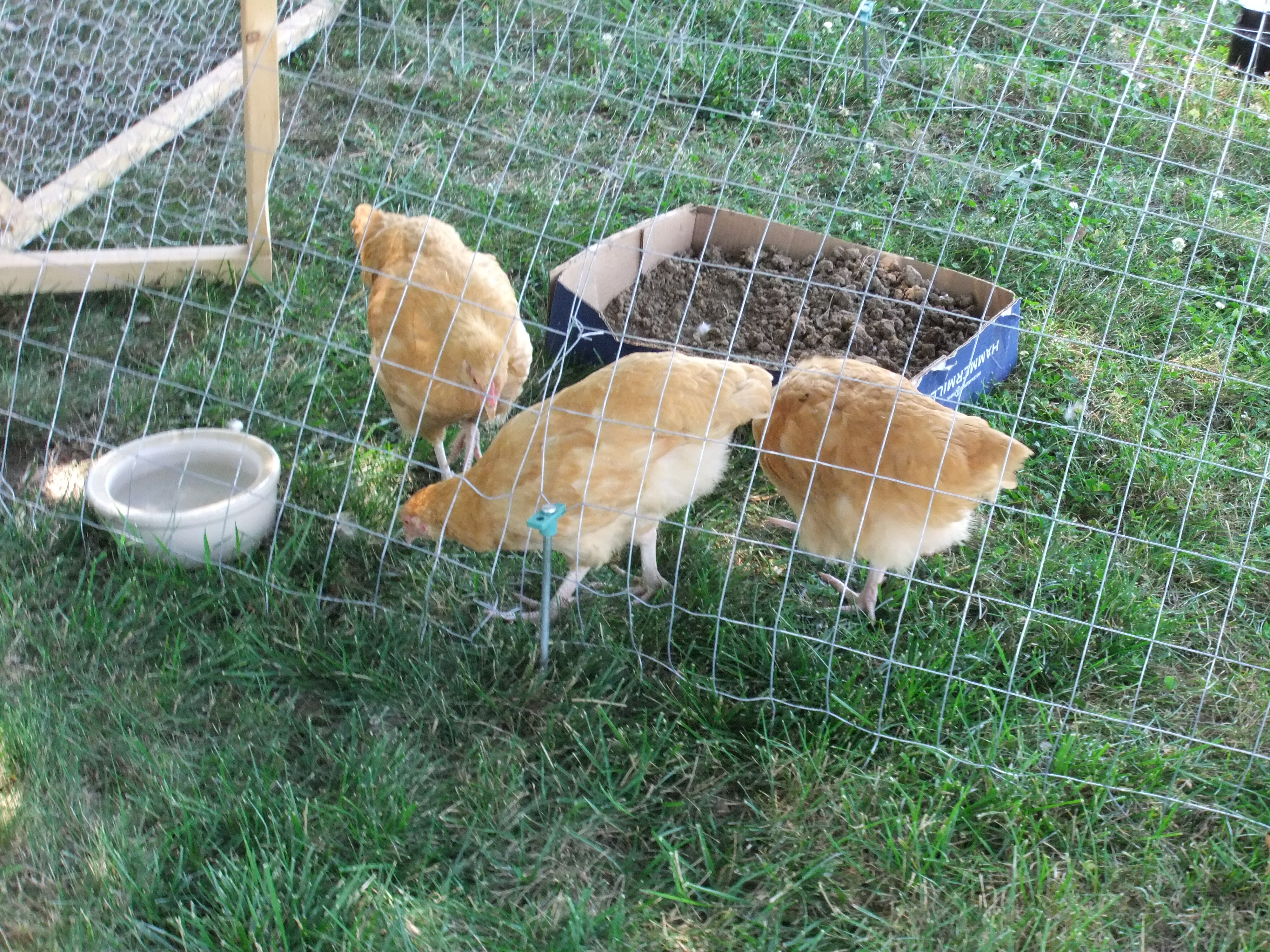 Buffs scratching for food