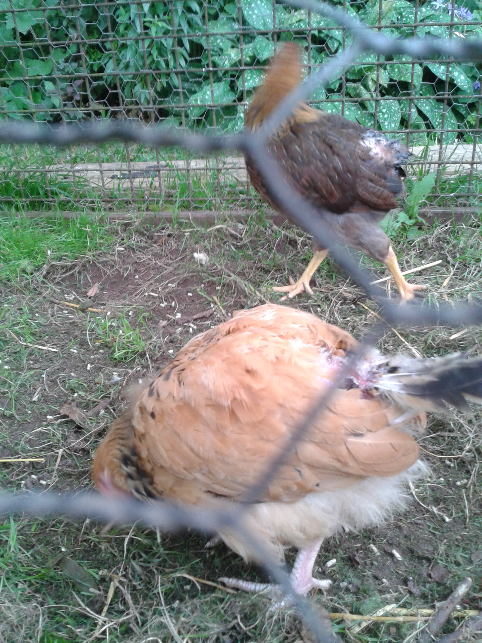 buffs. she had a wound on her back. again a mess