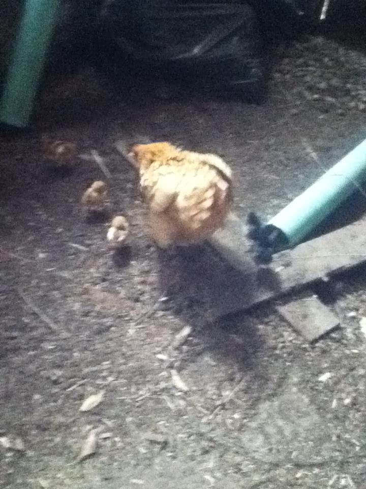 *buffy again she was a great momma!