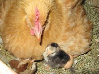 Buffy and some of her chicks 2010
