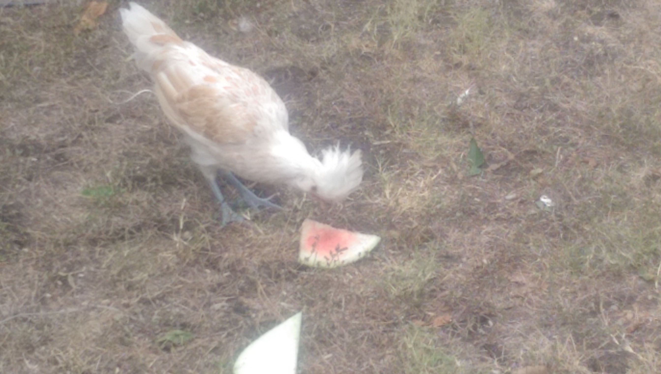 Buffy, Buff laced polish, enjoying watermelon rind.