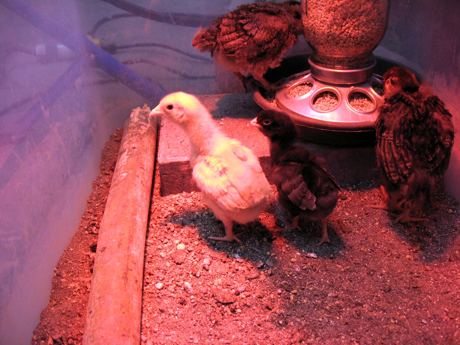 Buffy & California Grey