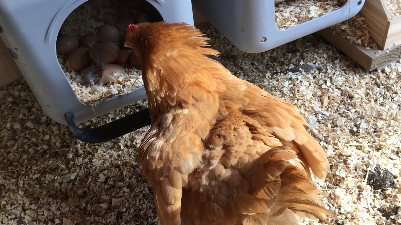 Buffy checking her clutch before getting into the nest box