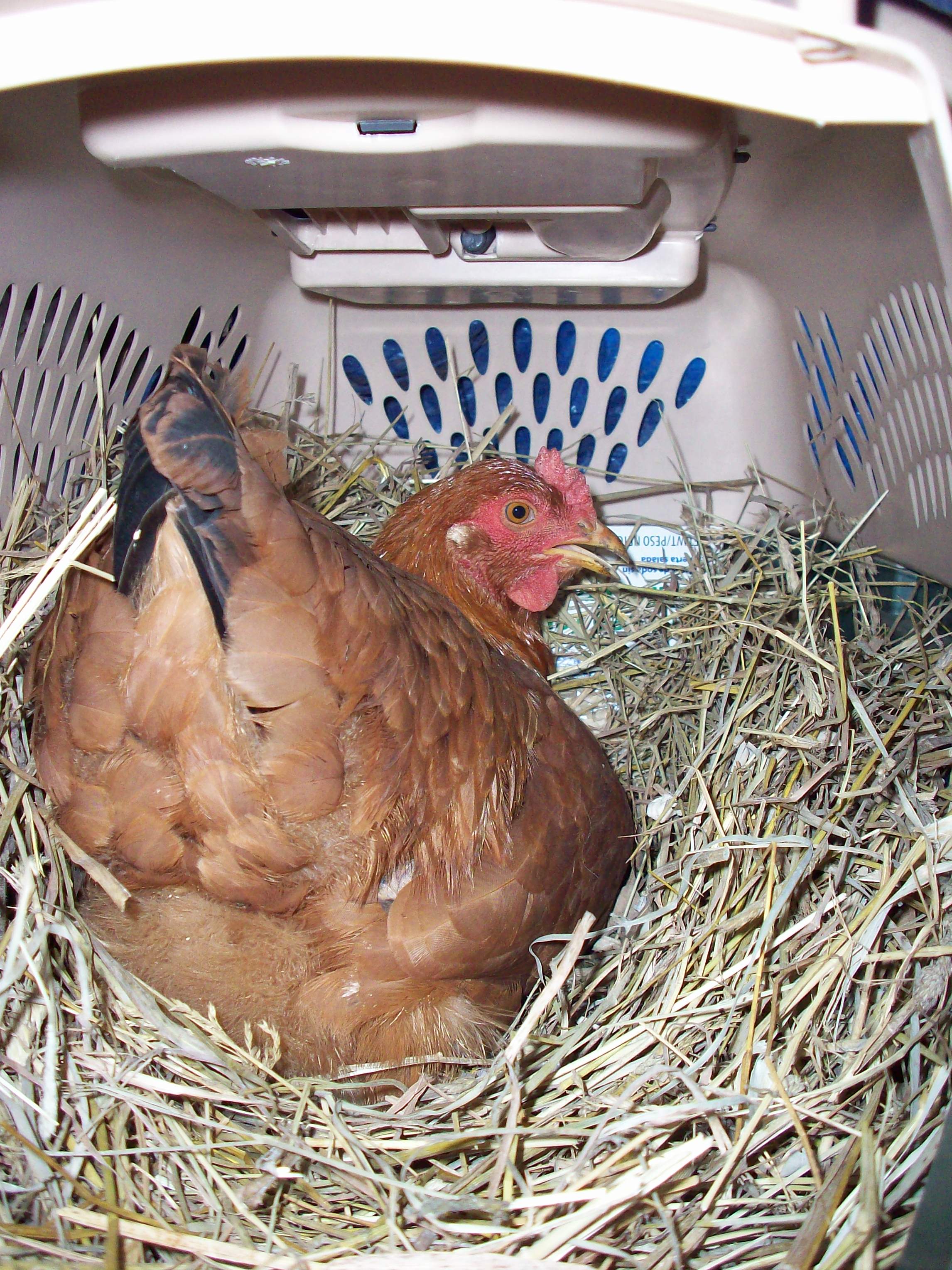 Buffy, first time egging