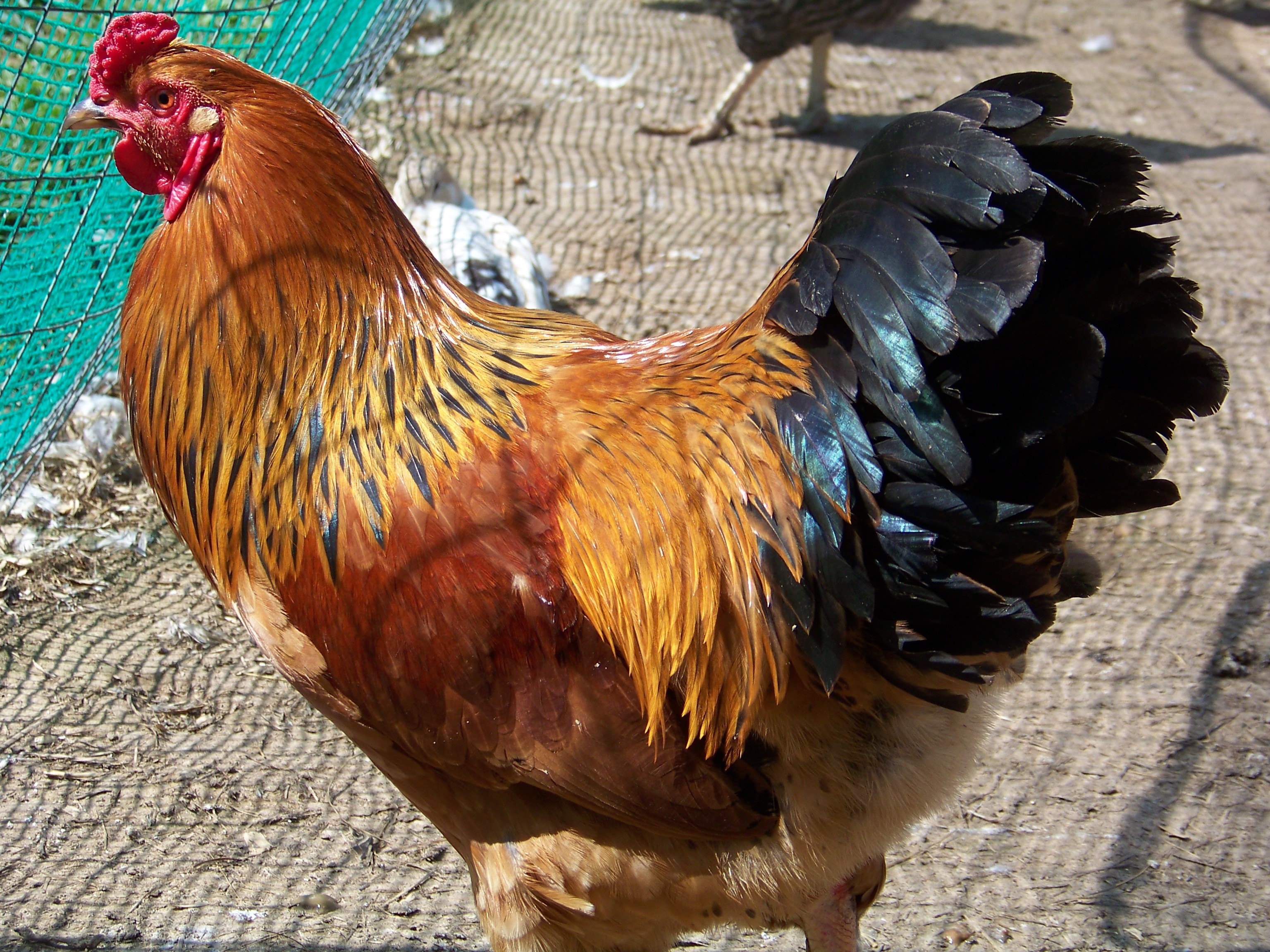 Buffy (LF Buff Brahma roo). I just hatched out my first homegrown chick a few days ago, and this dude is likely the daddy. Henny Penny (EE) would probably be the mother. It's got her muff and his feathered legs. Can't wait to see how it turns out.