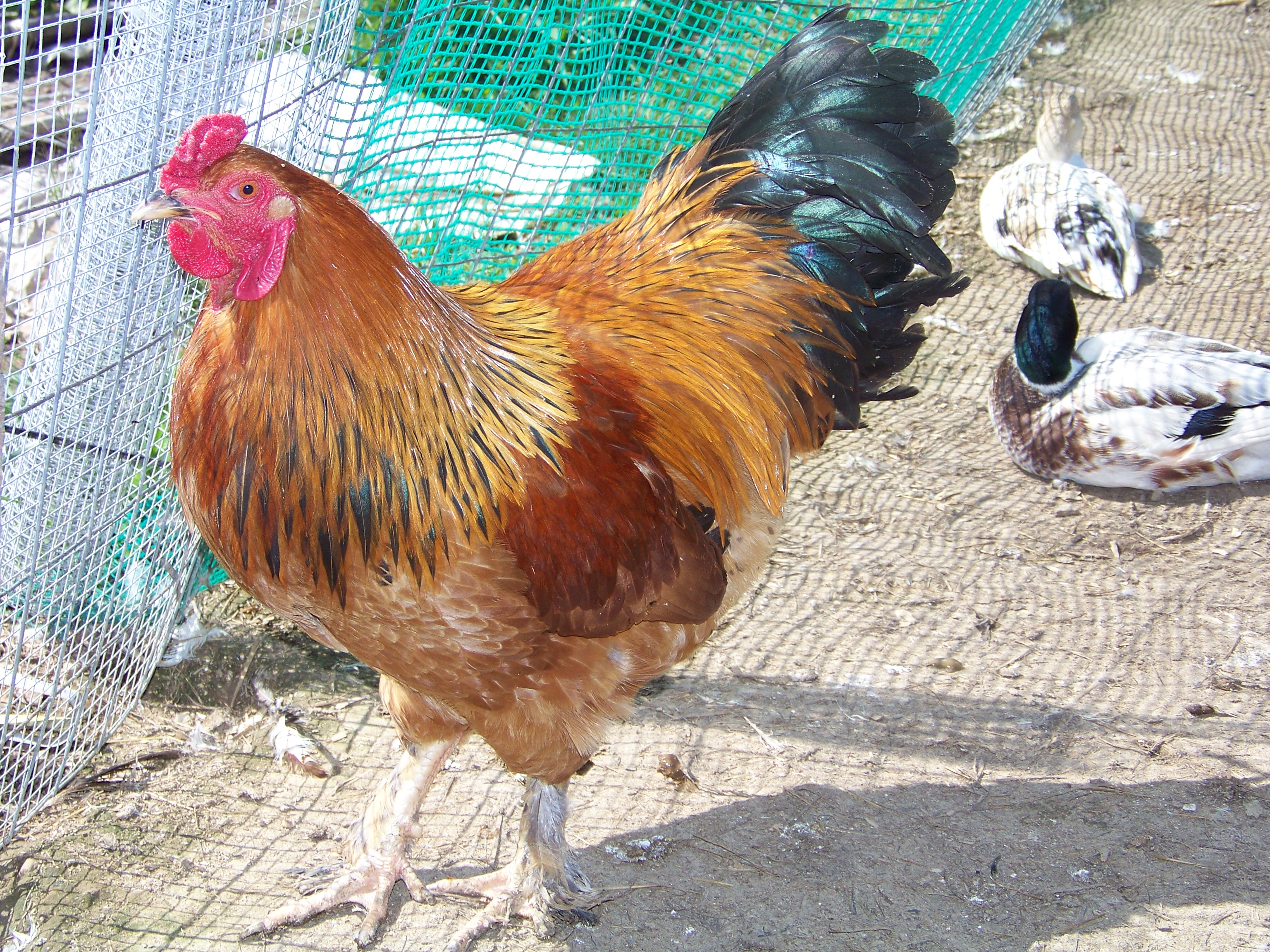 Buffy (LF Buff Brahma roo). With Plucky (snowy call hen) and Chucky (snowy call drake) behind.