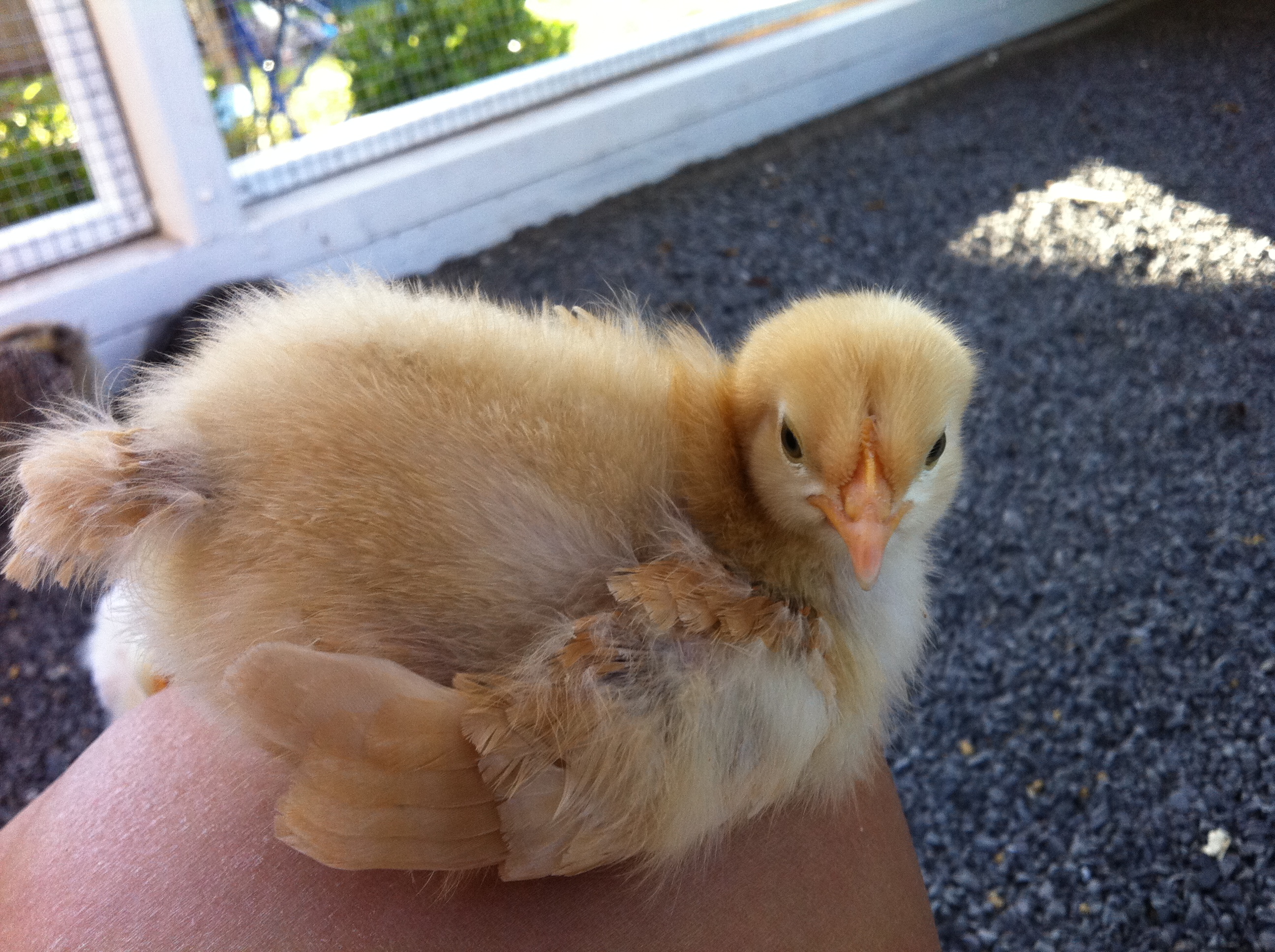 Buffy my Buff Orpington getting bigger with wings,
