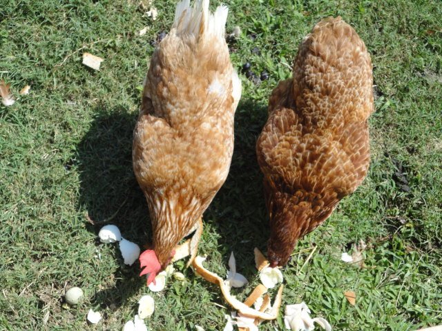 Buffy on the left and old girl, Dawn, on the right!