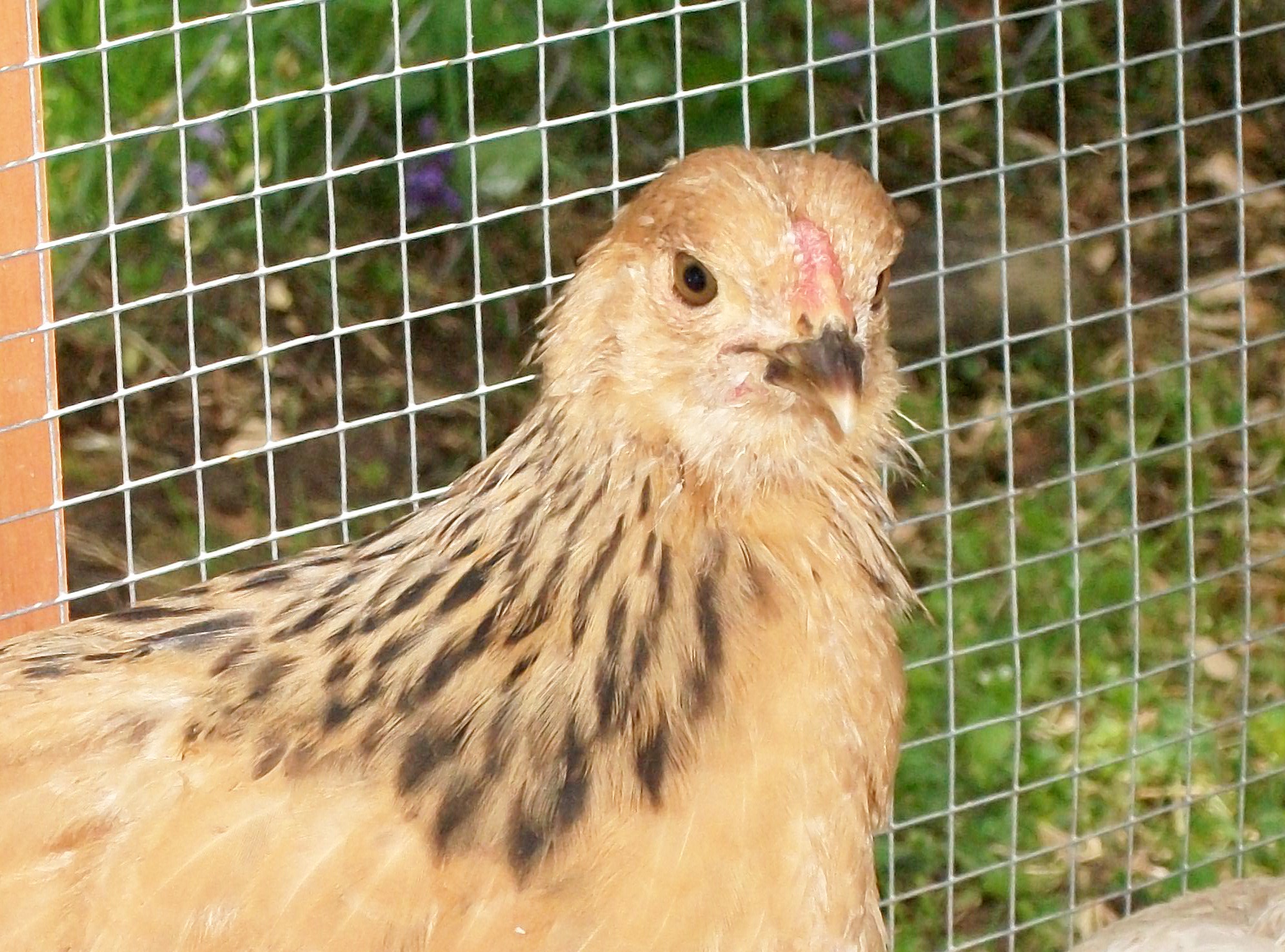 Buffy pretty and She knows it.  I have had people when they look at photos of my chicks If I bathe them.