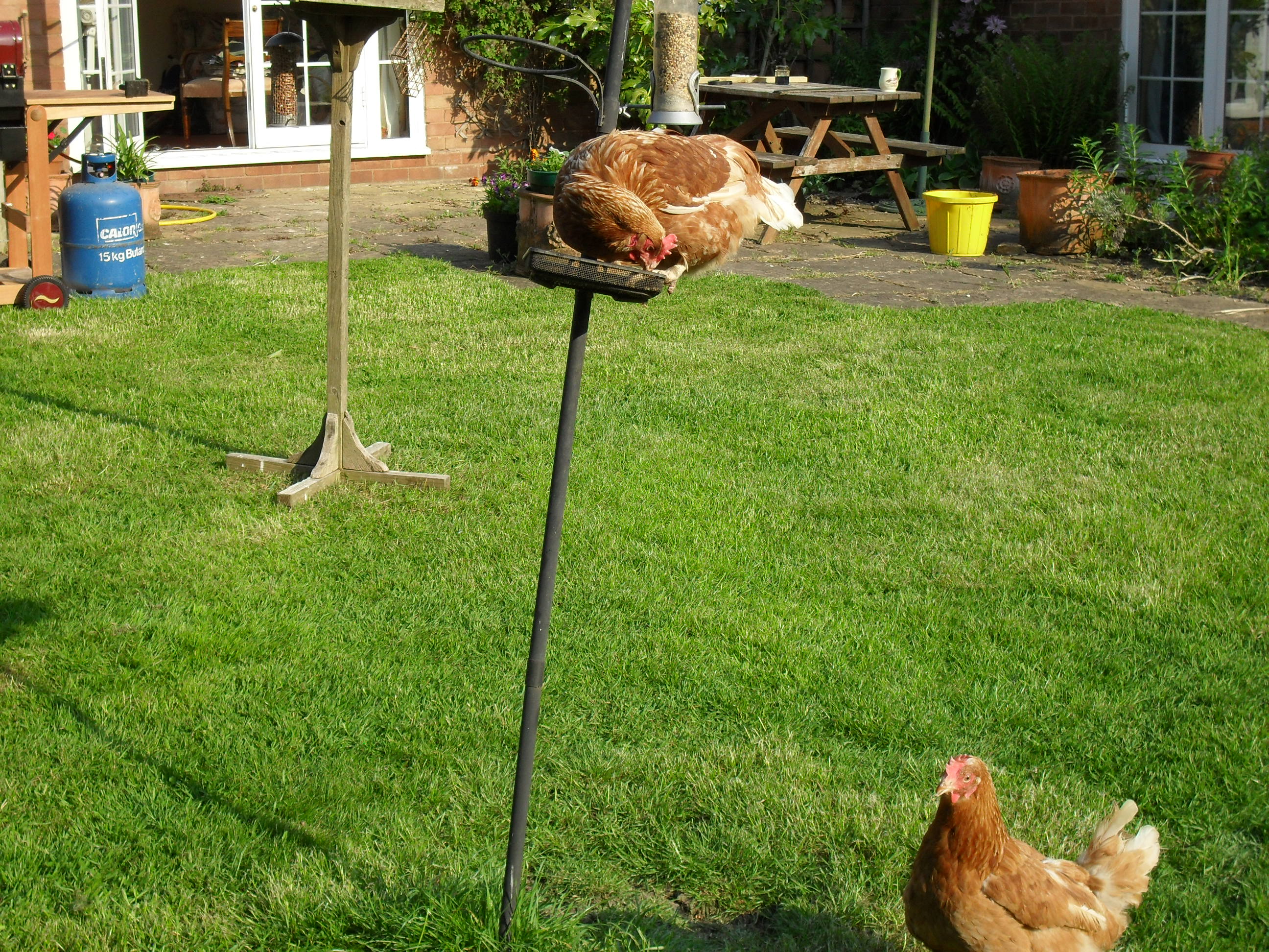 Buffy put her flight skills to the test to get seeds while mellon looks on hopefully. she still hasnt grown all her feathers back from the battery farm unlike my other 4 battery hens.