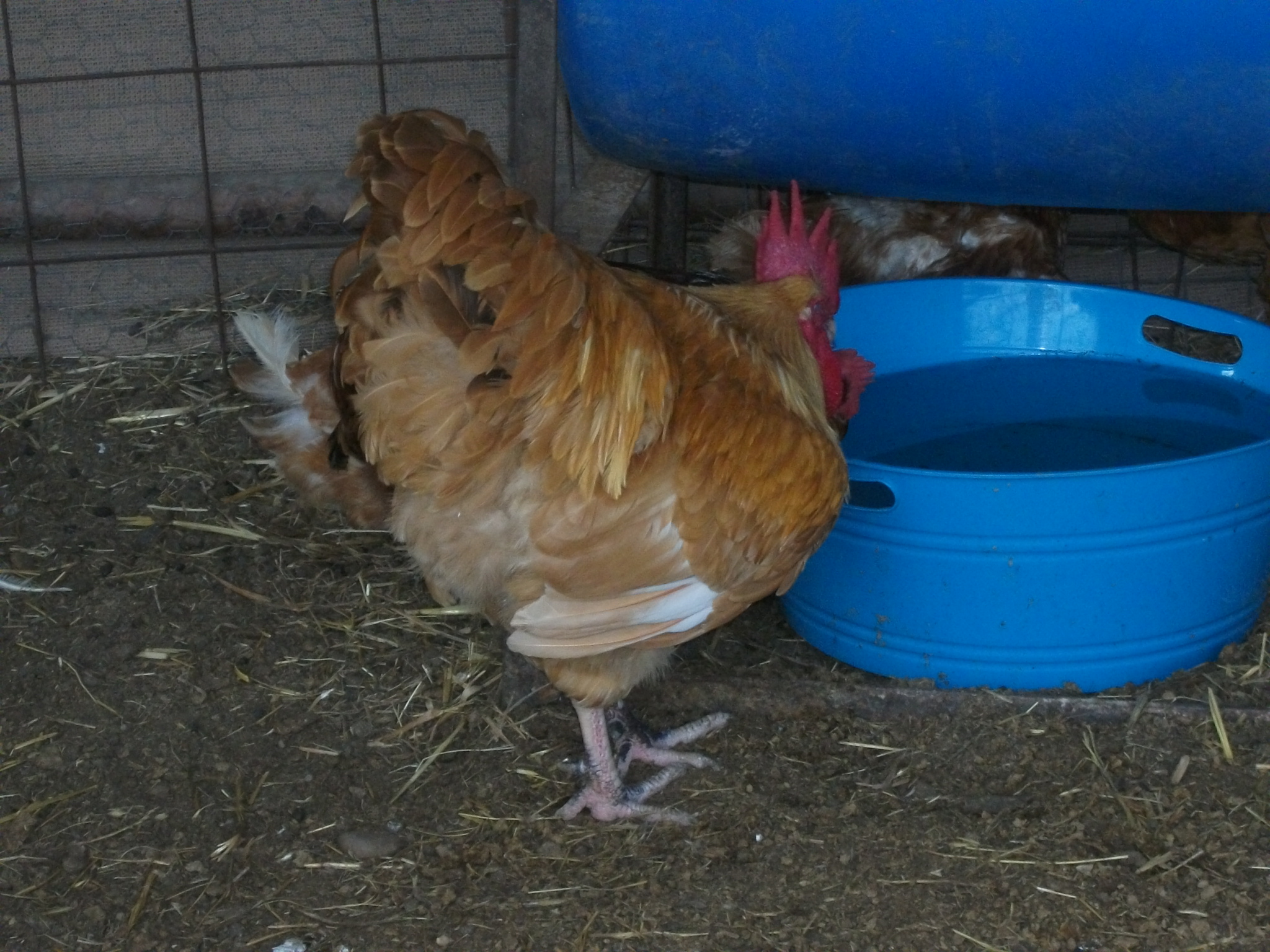 Buffy Roo - with his Hens hiding out under the feed bin.
These babies always have 3 LARGE containers of fresh water and 3 smaller containers.  They get a light snack twice a day; usually corn or hominy or sweet taters or nut bread.  Plus, they always have their chicken "sprinkles" (crumbles), so that they are NEVER DEPENDENT on what they can scratch up... they've pretty much got the bug population down to a minimum!