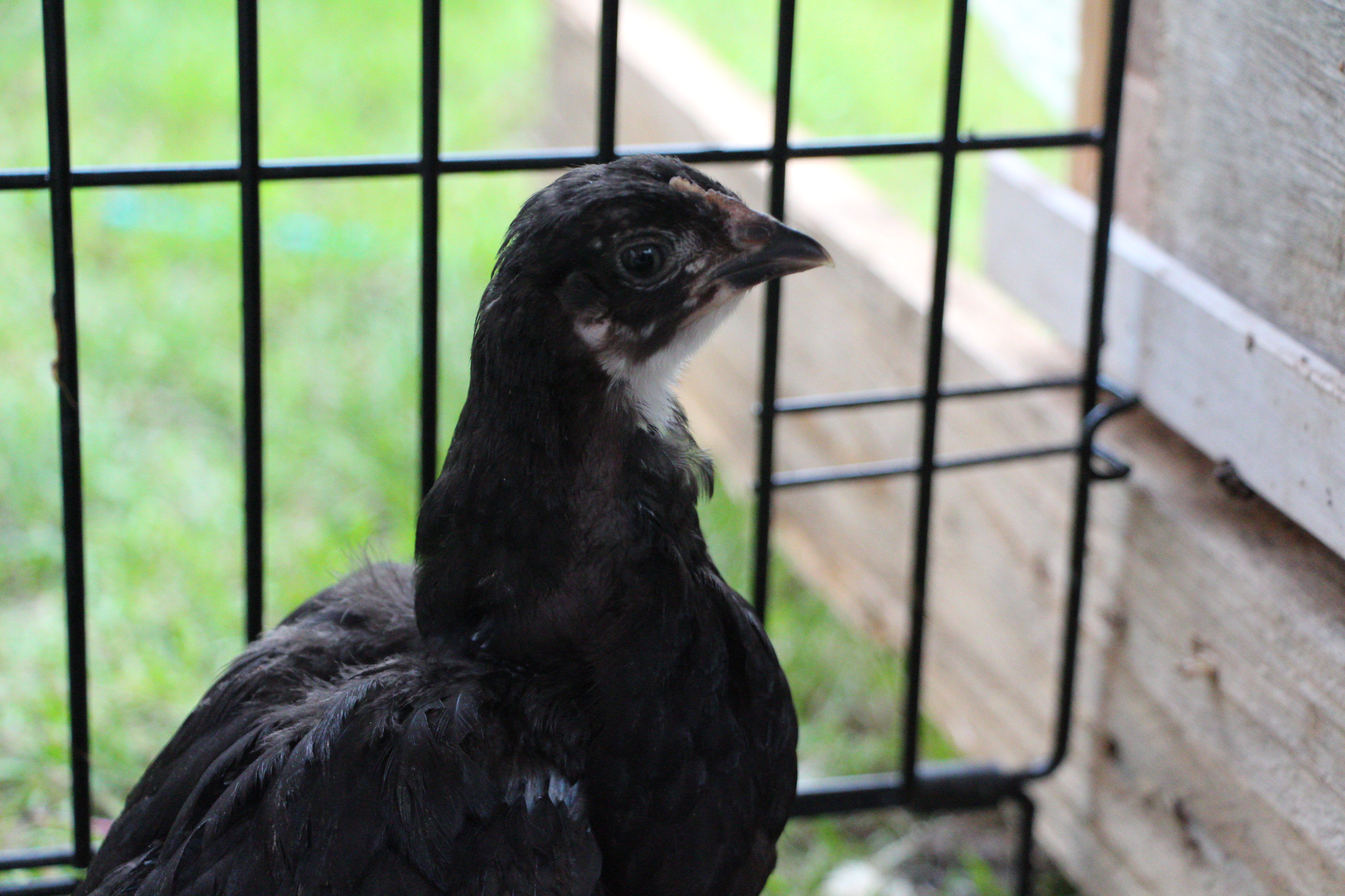 Buffy- silver laced wyandotte