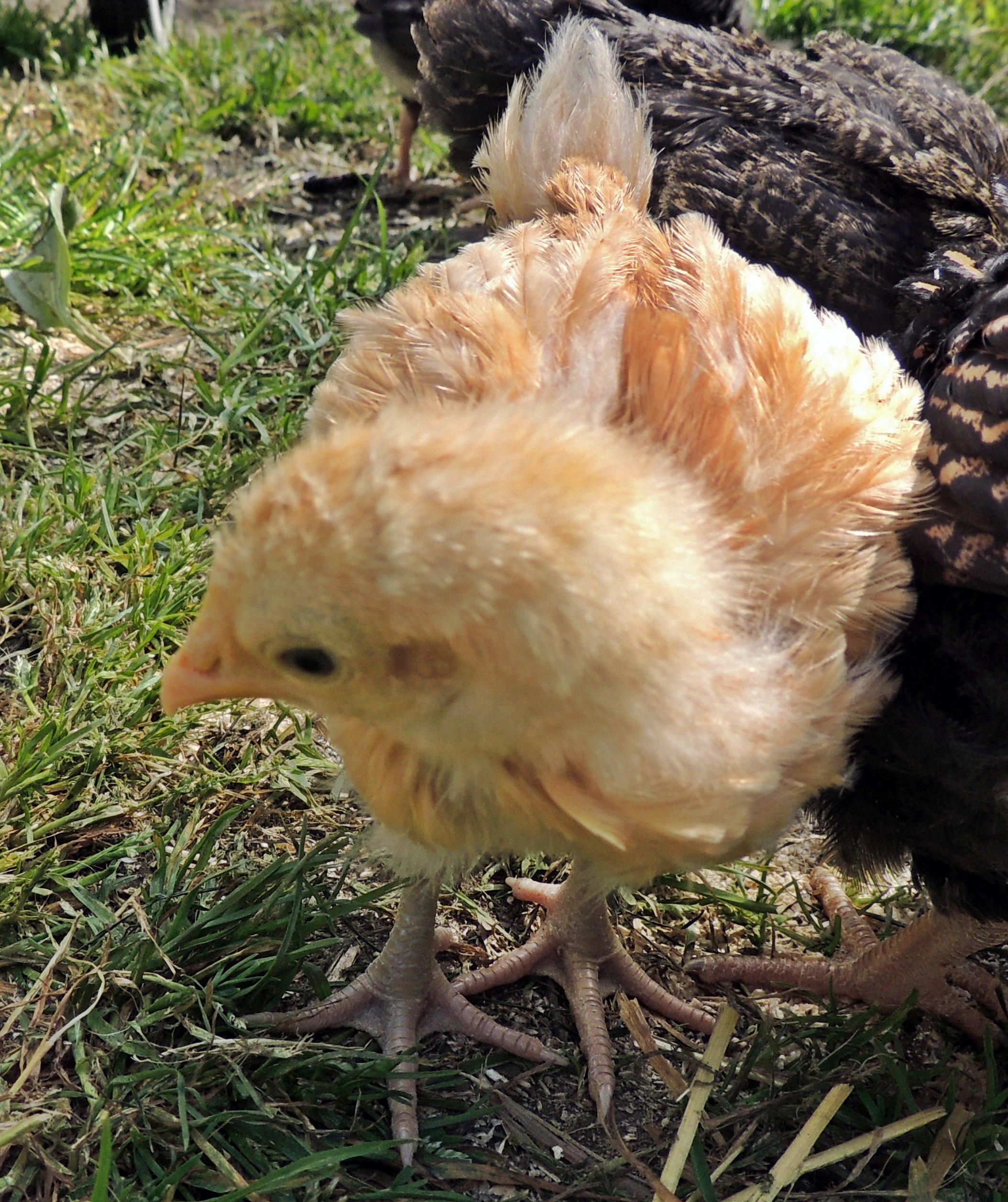 Buffy, the Buff Orpington