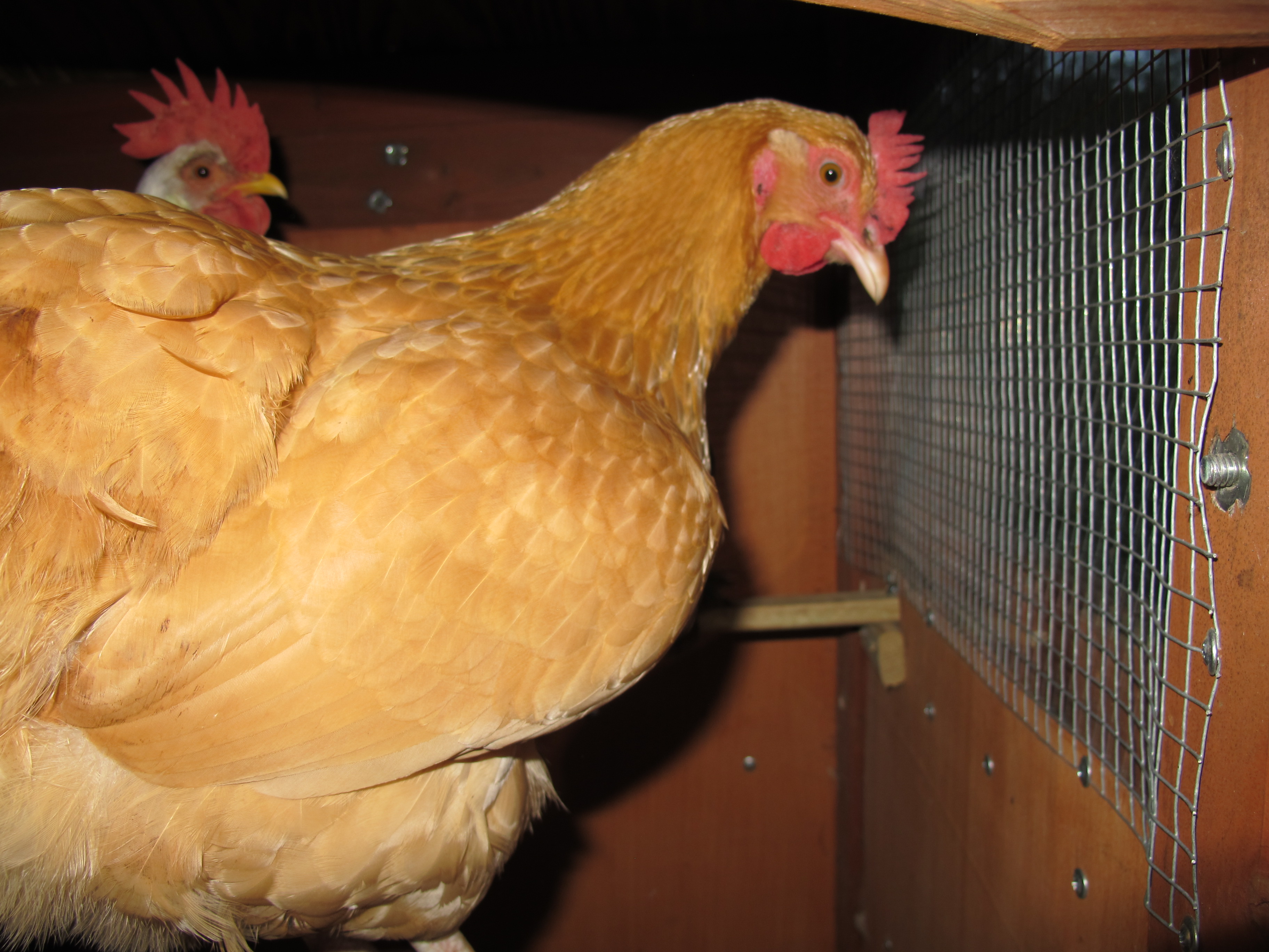Buffy, the Buff Orpington