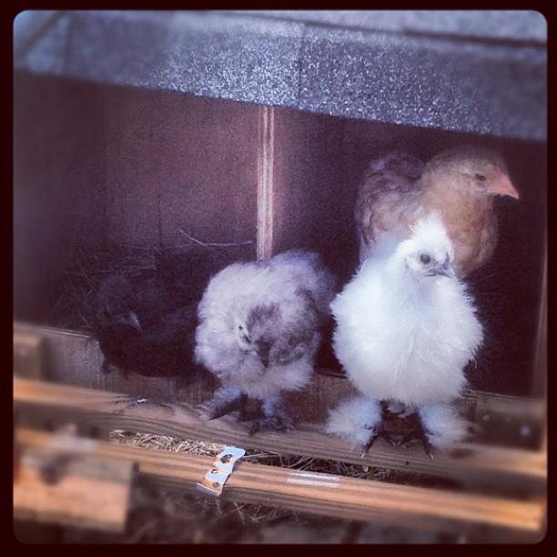 Buffy the Orpington, Oscar Goldman the white Silkie, Agnes the grey Silkie, and Crow the Cochin!