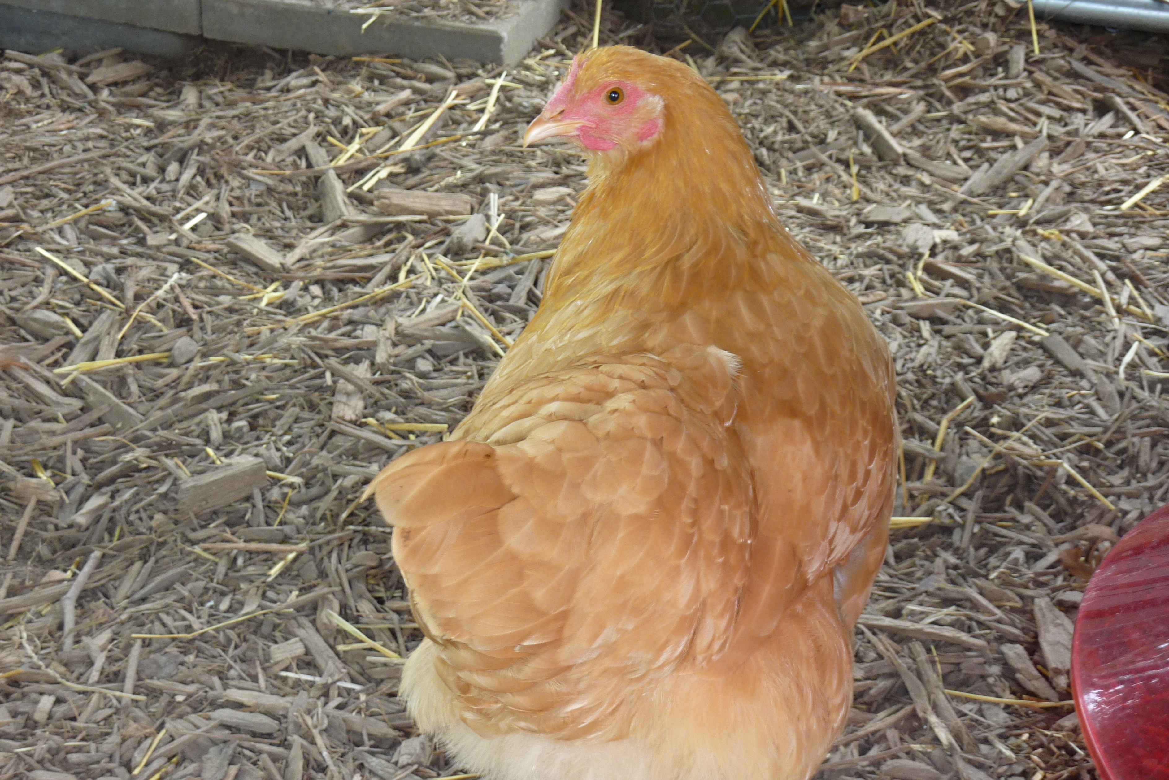 Buffy the Treat Slayer