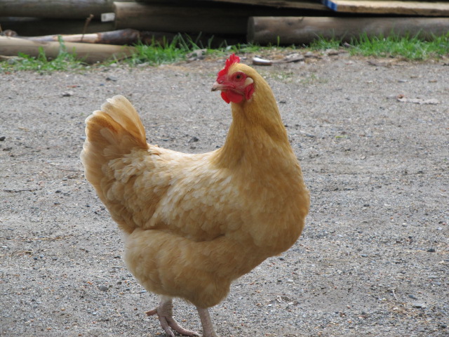 "Buffy" who definately rules the roost!