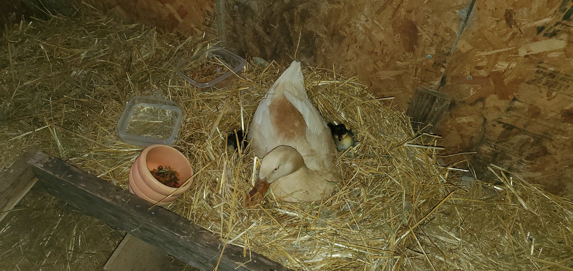 Buffzilla and her two ducklings