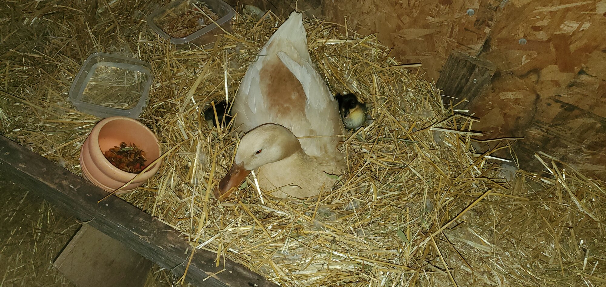 Buffzilla and her two ducklings