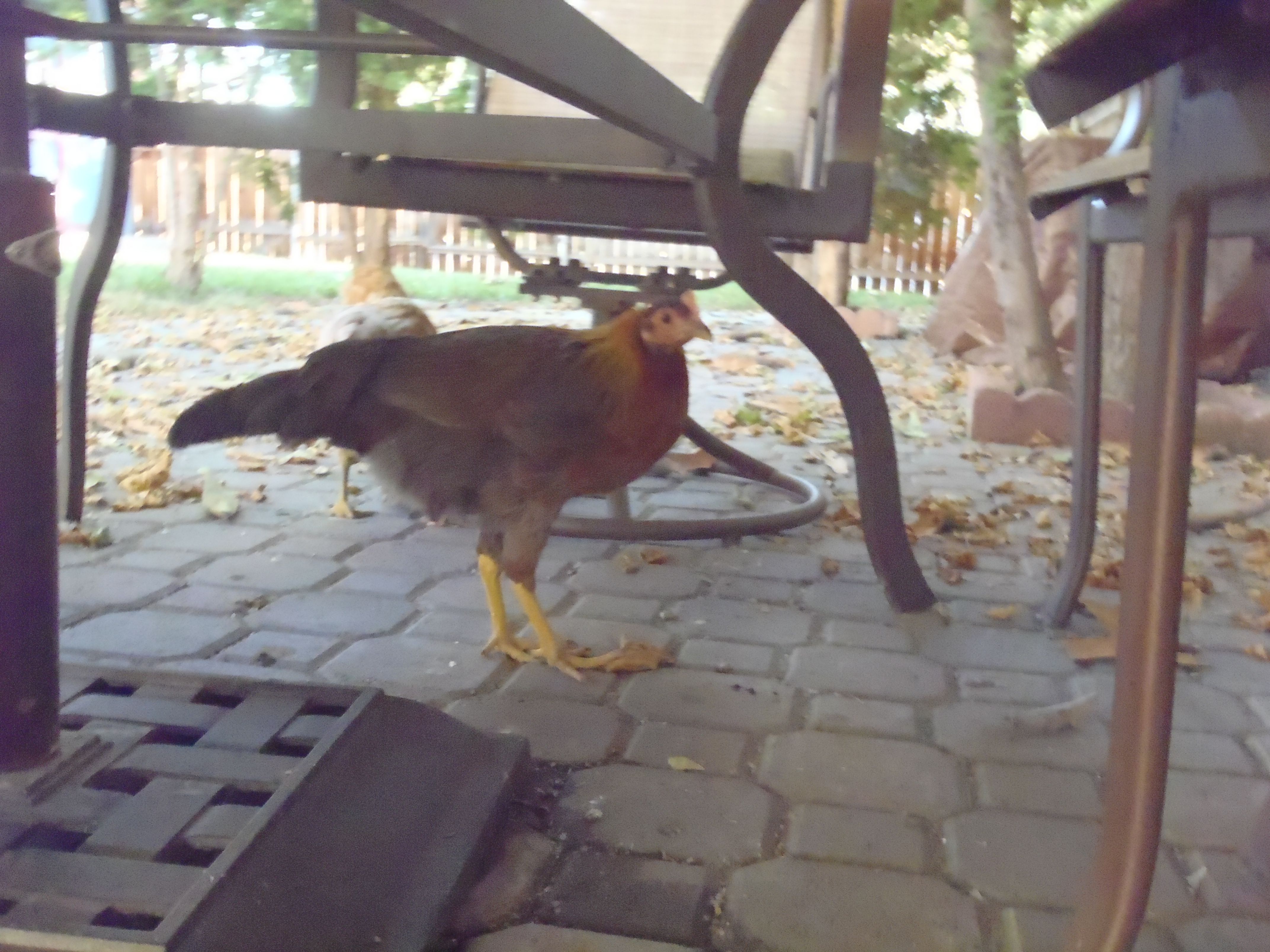 Bugsy, our Brown leghorn 11 weeks