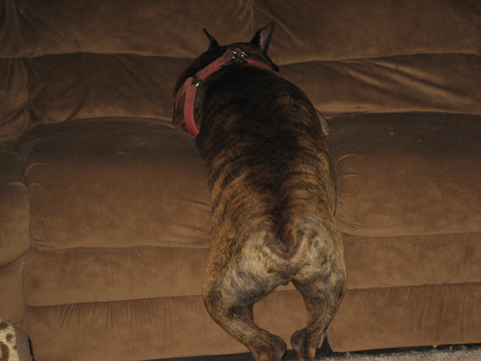Bugsy trying to get away with being on the couch