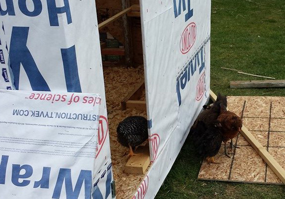 Building the coop with help from out feathered friends