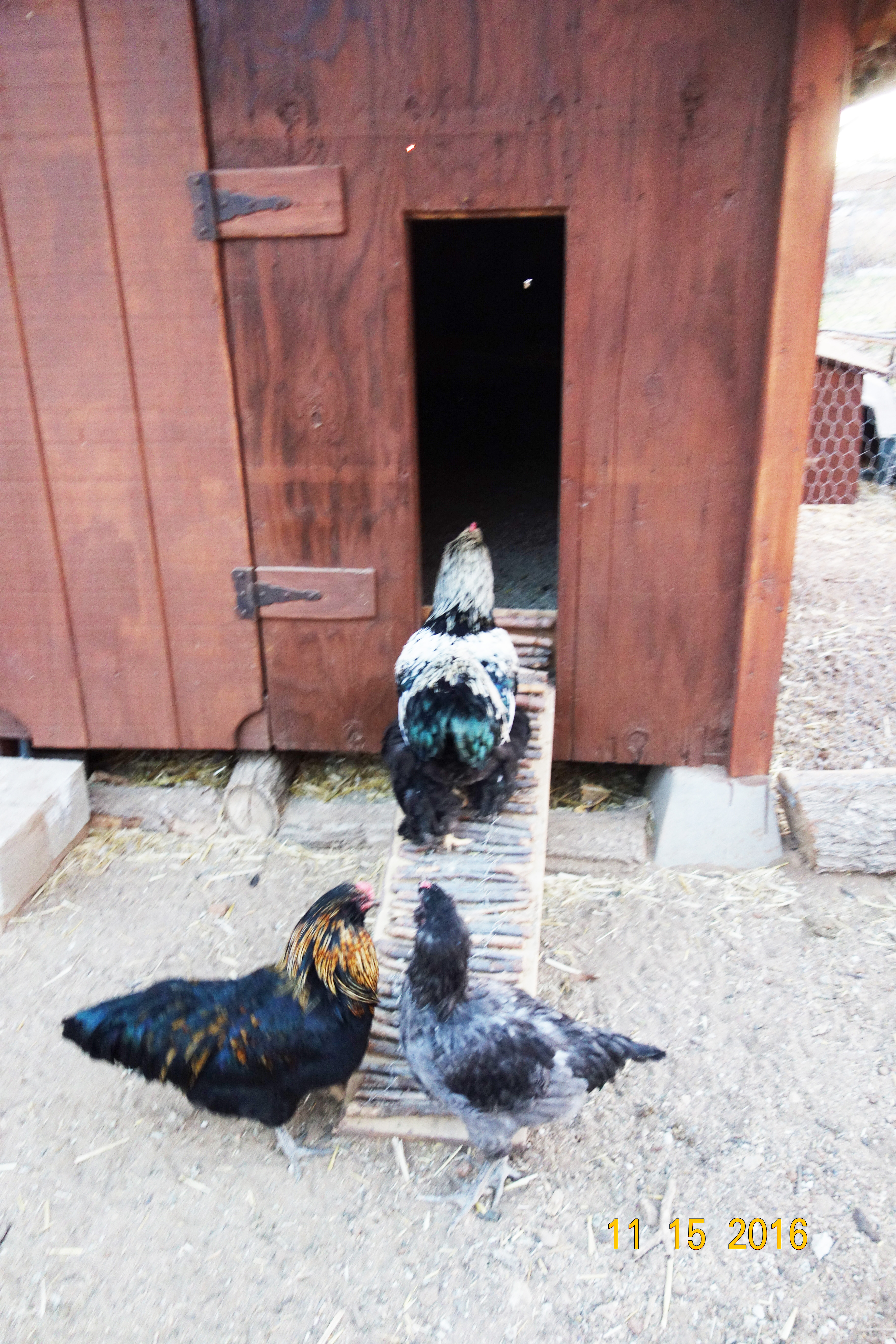 Built a small access door on the right side of the large main door for our flock to go in and out of the coop without opening the large door. I installed the hinges at the bottom of the door so that it opens and drops down to serve as a ramp.