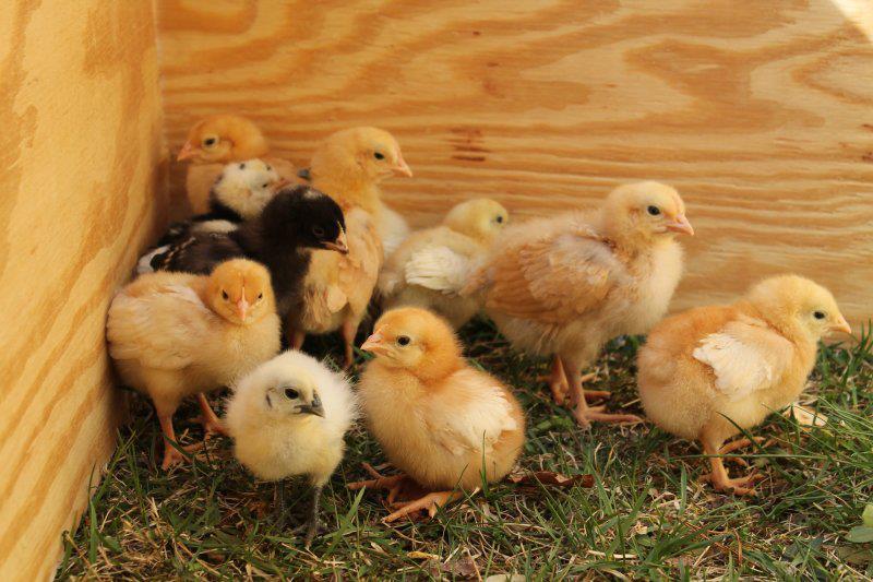Built the peeps an outdoor pen to let them run about while we garden*