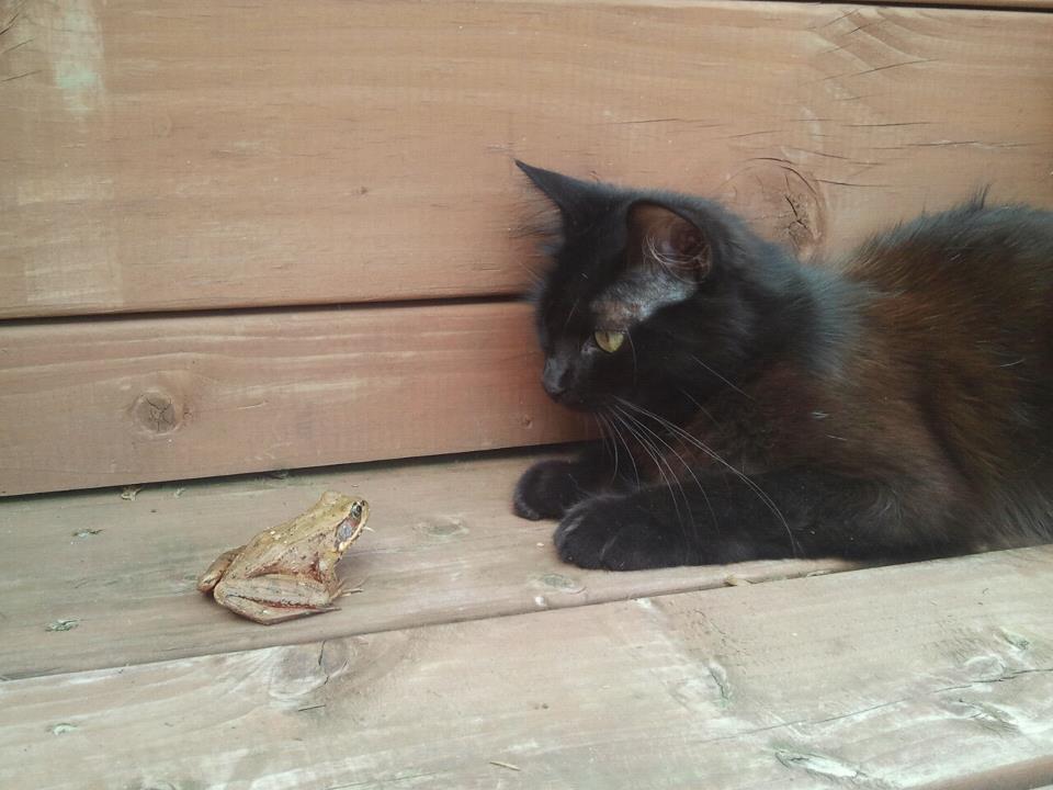 Bull Frog and Holy Terror having a faceoff