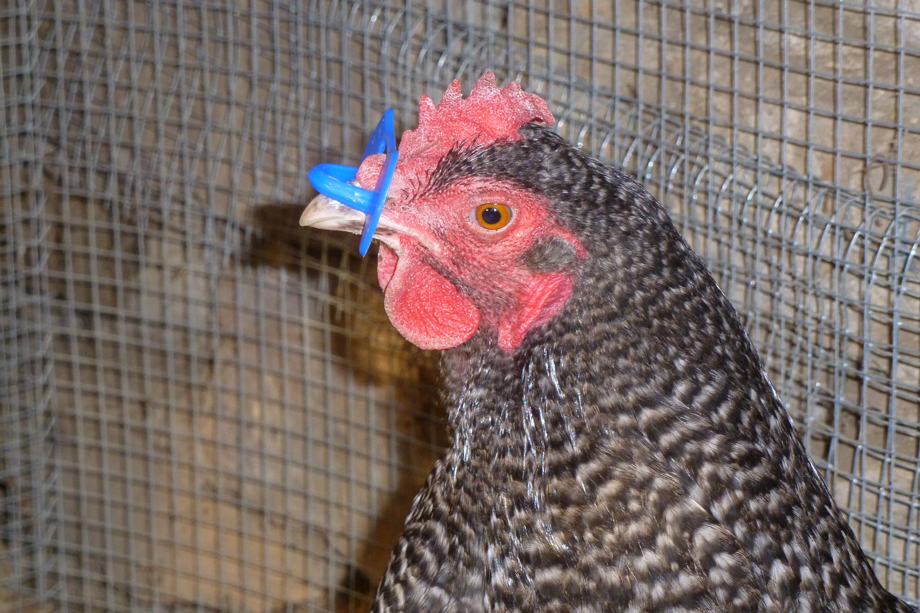 Bully #1: Gandie. Now the humble wearer of a pinless peeper. Took about 15 minutes for her to stop attacking her 'prey', but she finally backed off.