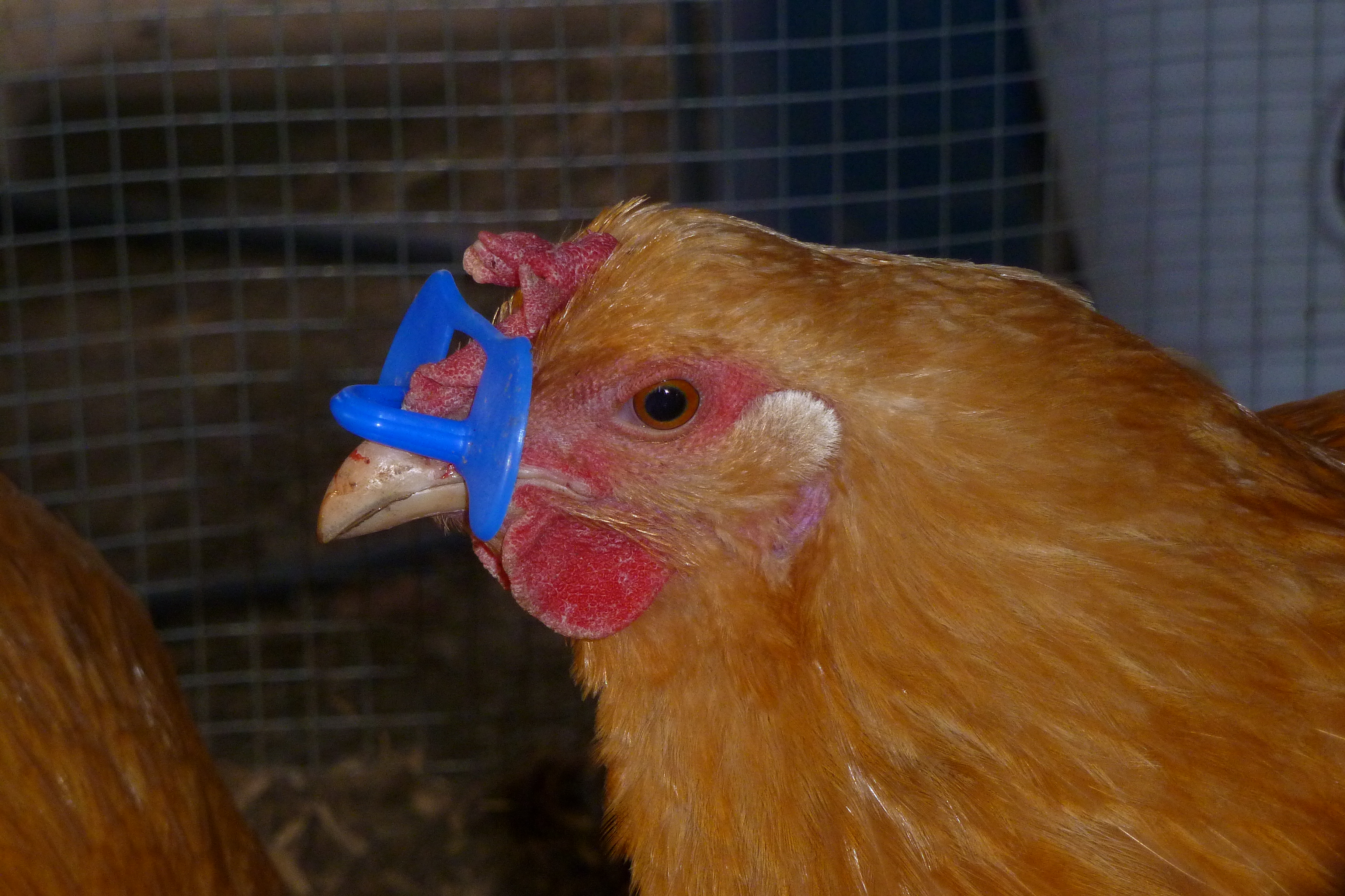 Bully #2: Sunshine. Now the wearer of a pinless peeper. Immediately stopped attacking when this went on.