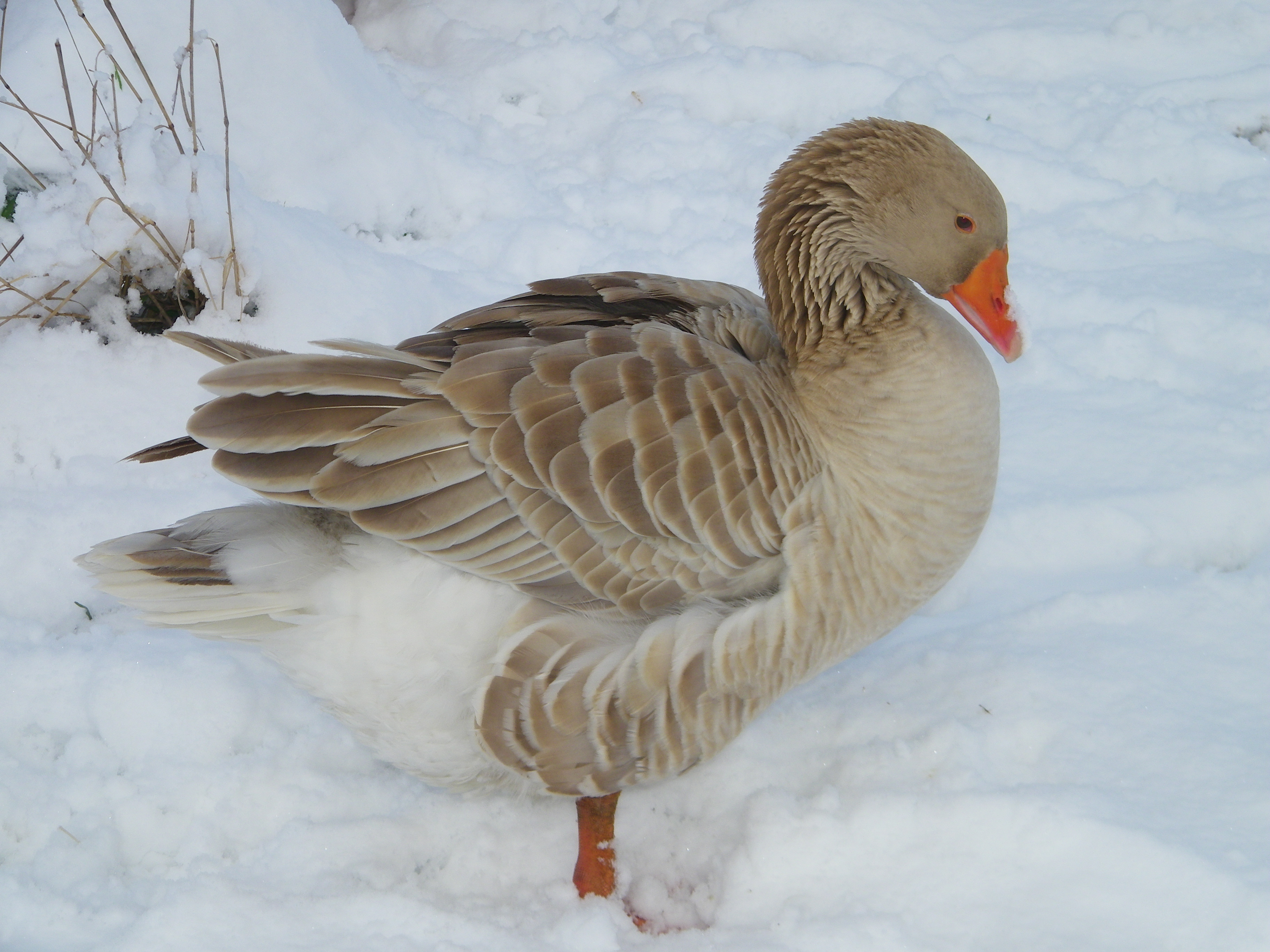 Bumble the gander does not care for this snow stuff.