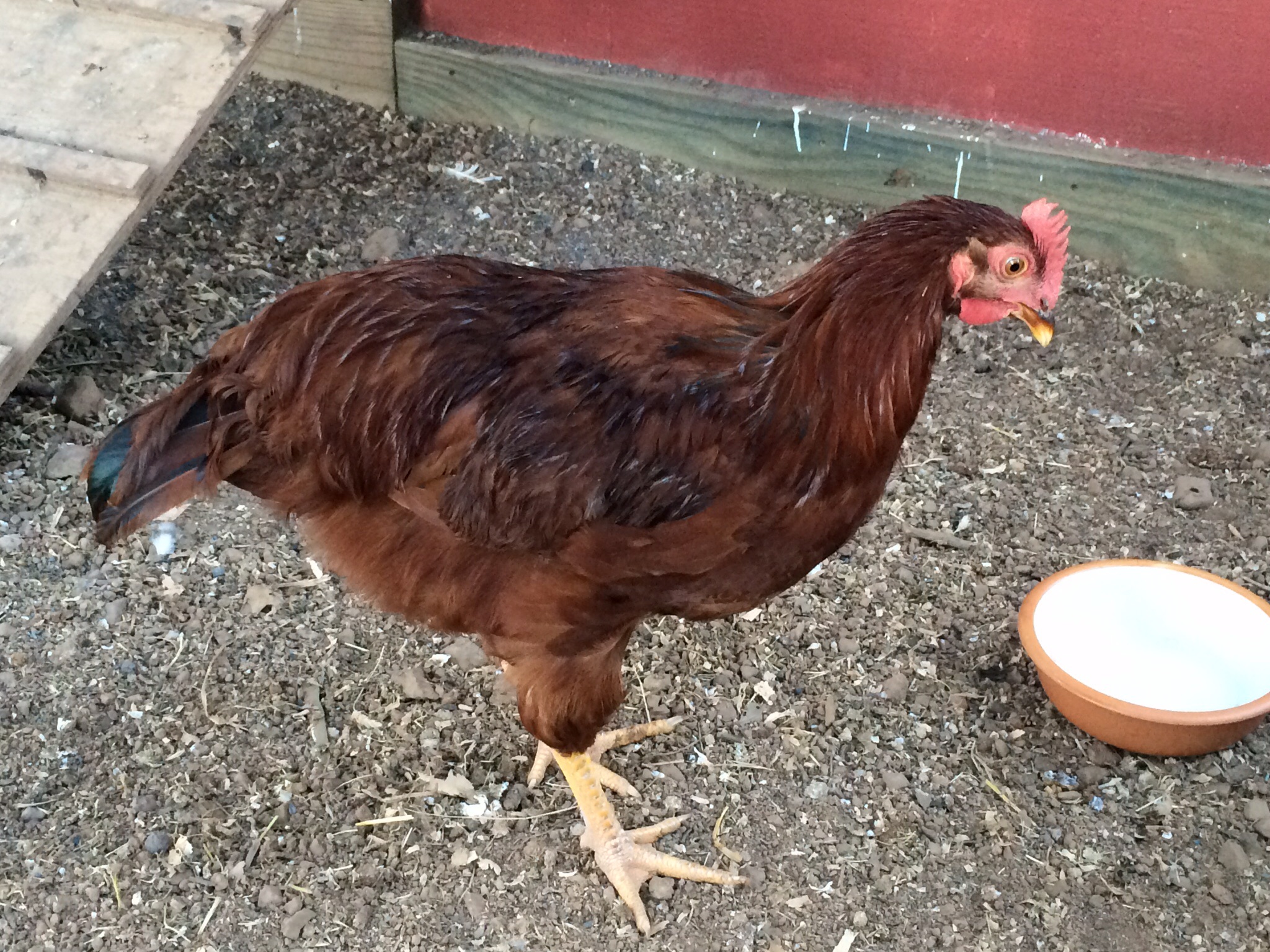 Bumblebee 
3 months old