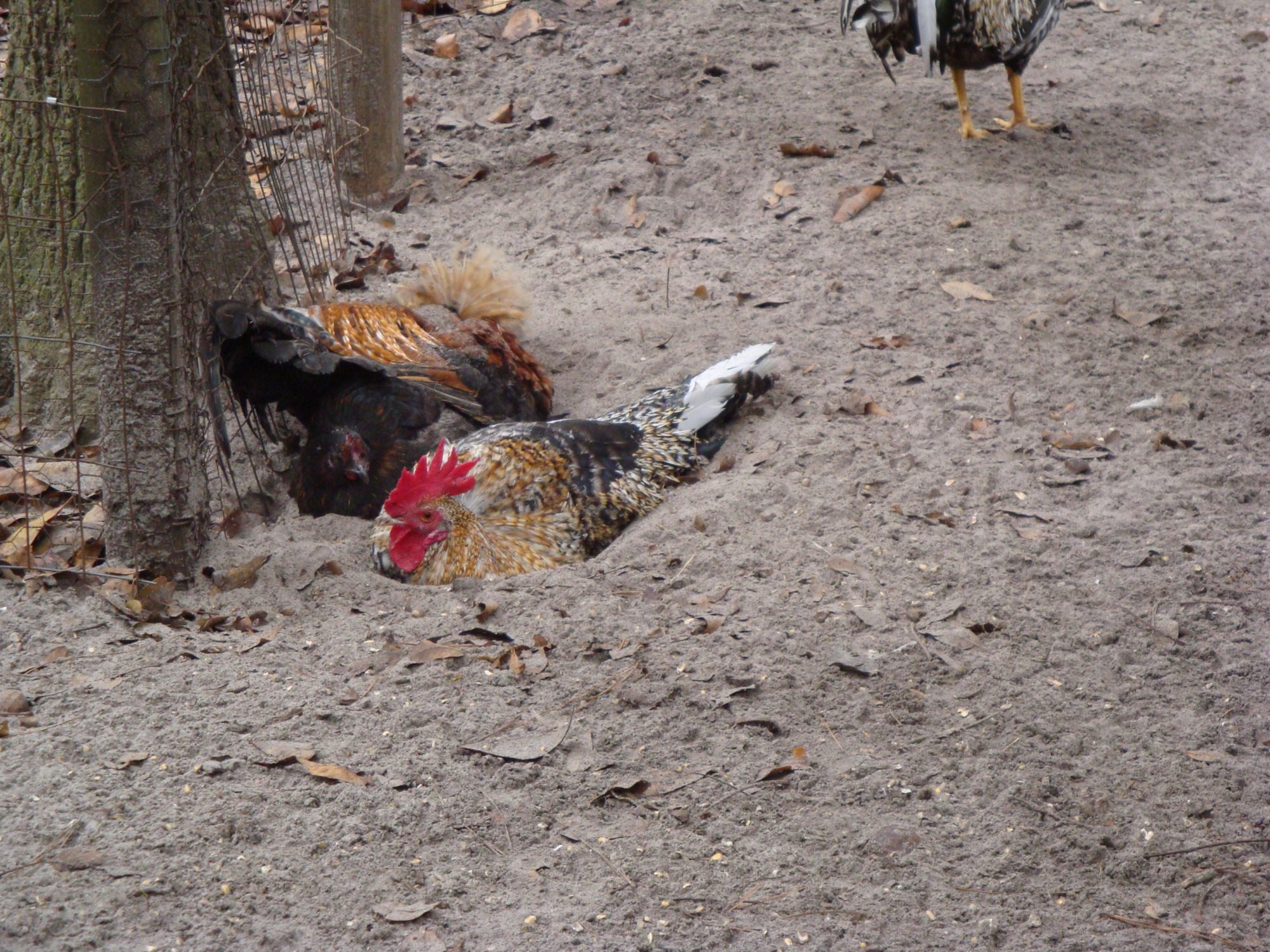 Bumblebee,Chickadee,Cinnaman