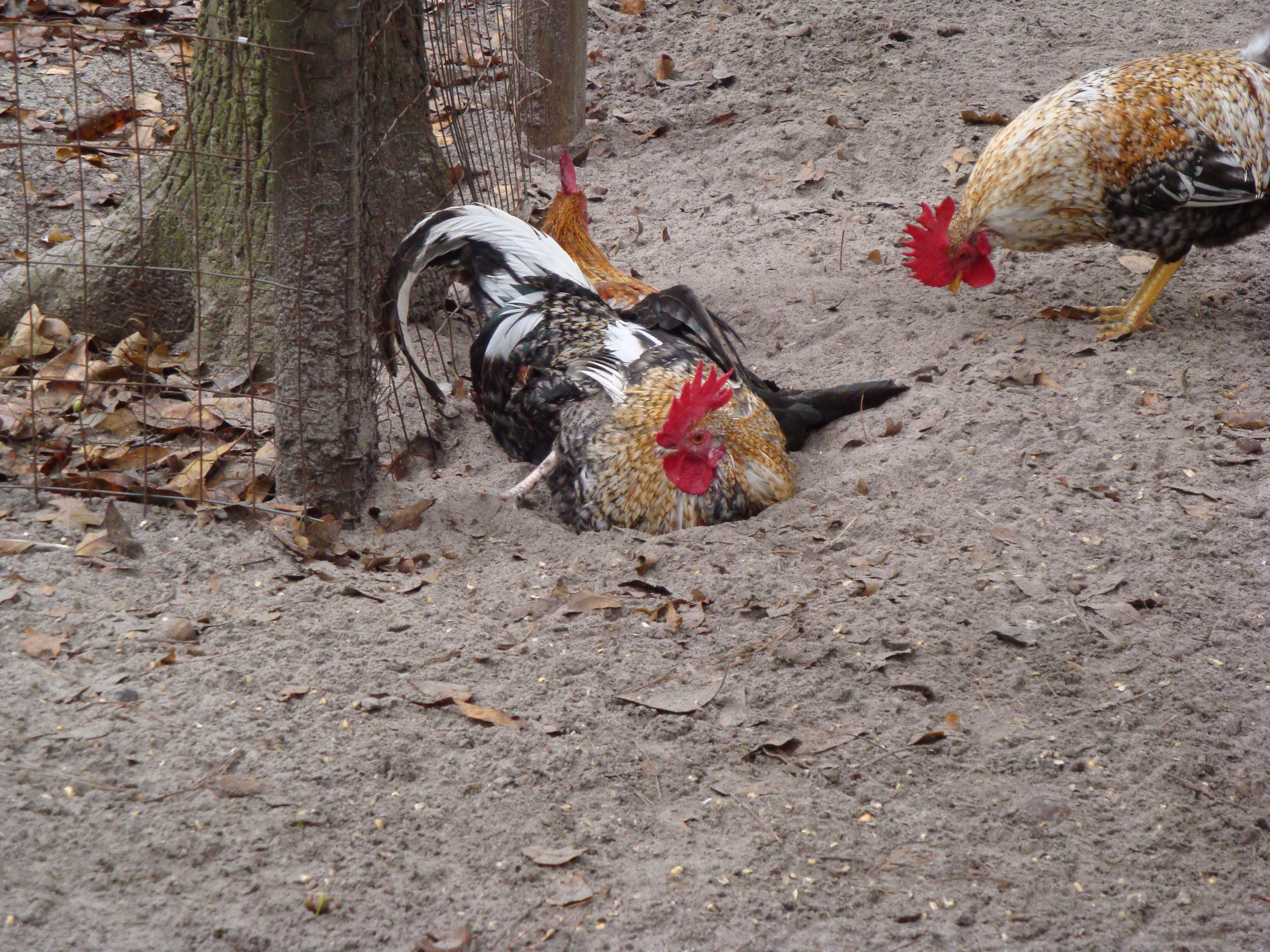 Bumblebee, Cinnaman, and Chickadee dust-bathing.