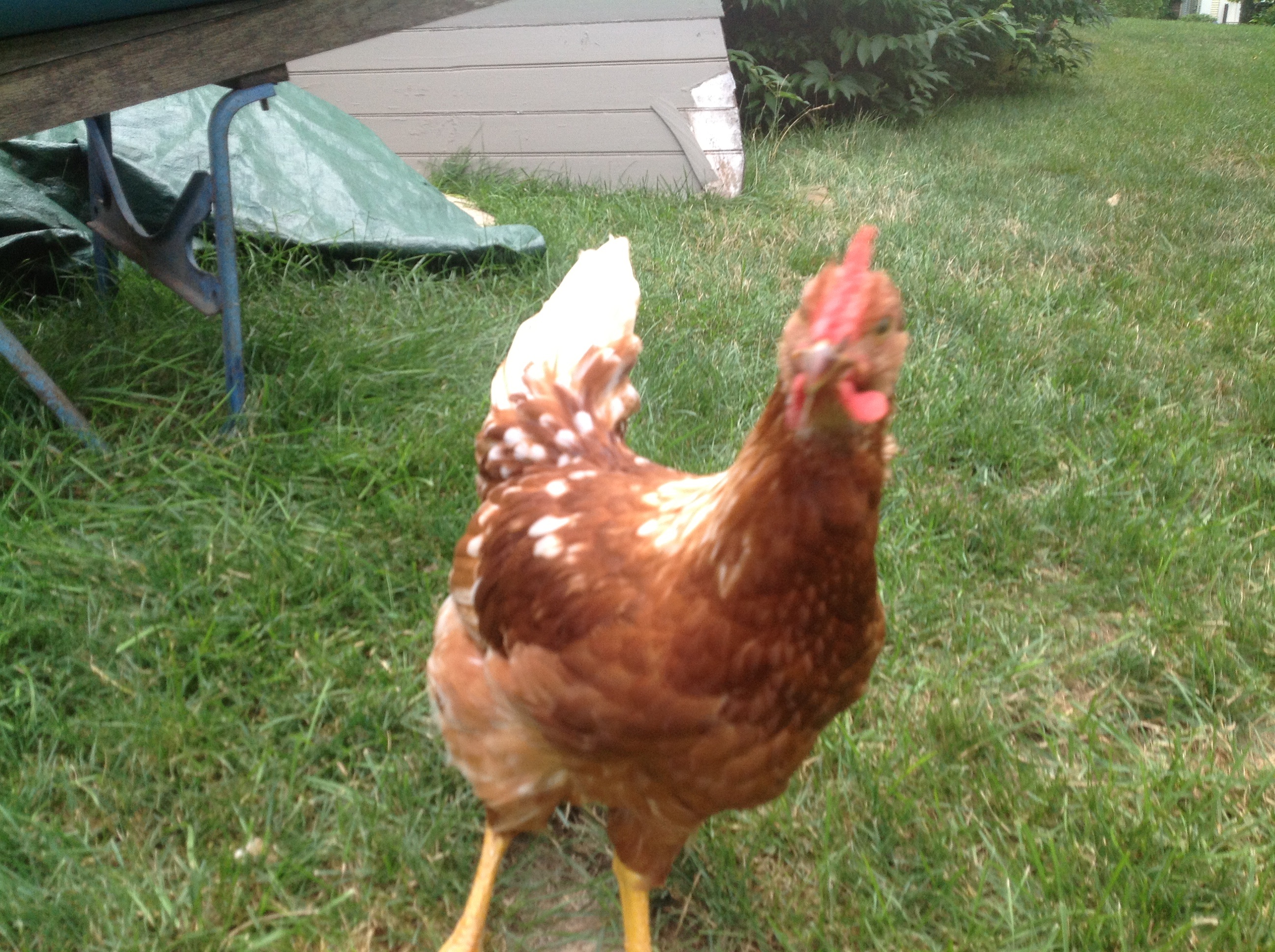 Bummer...turned out to be a rooster....off to the farm.  One of the friendliest of the bunch, always came right over and easy to handle.