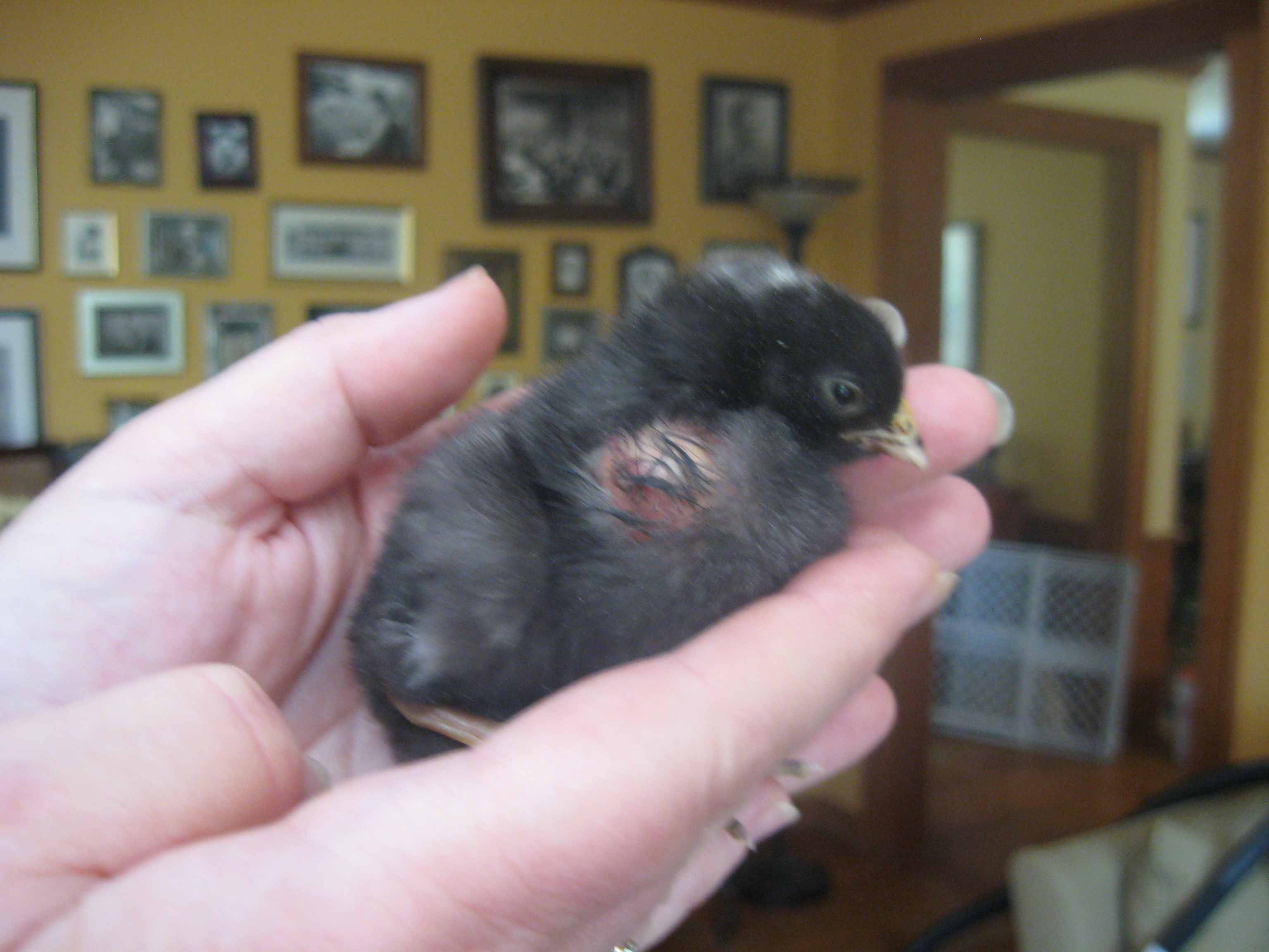 Bump on right side of chick breast.