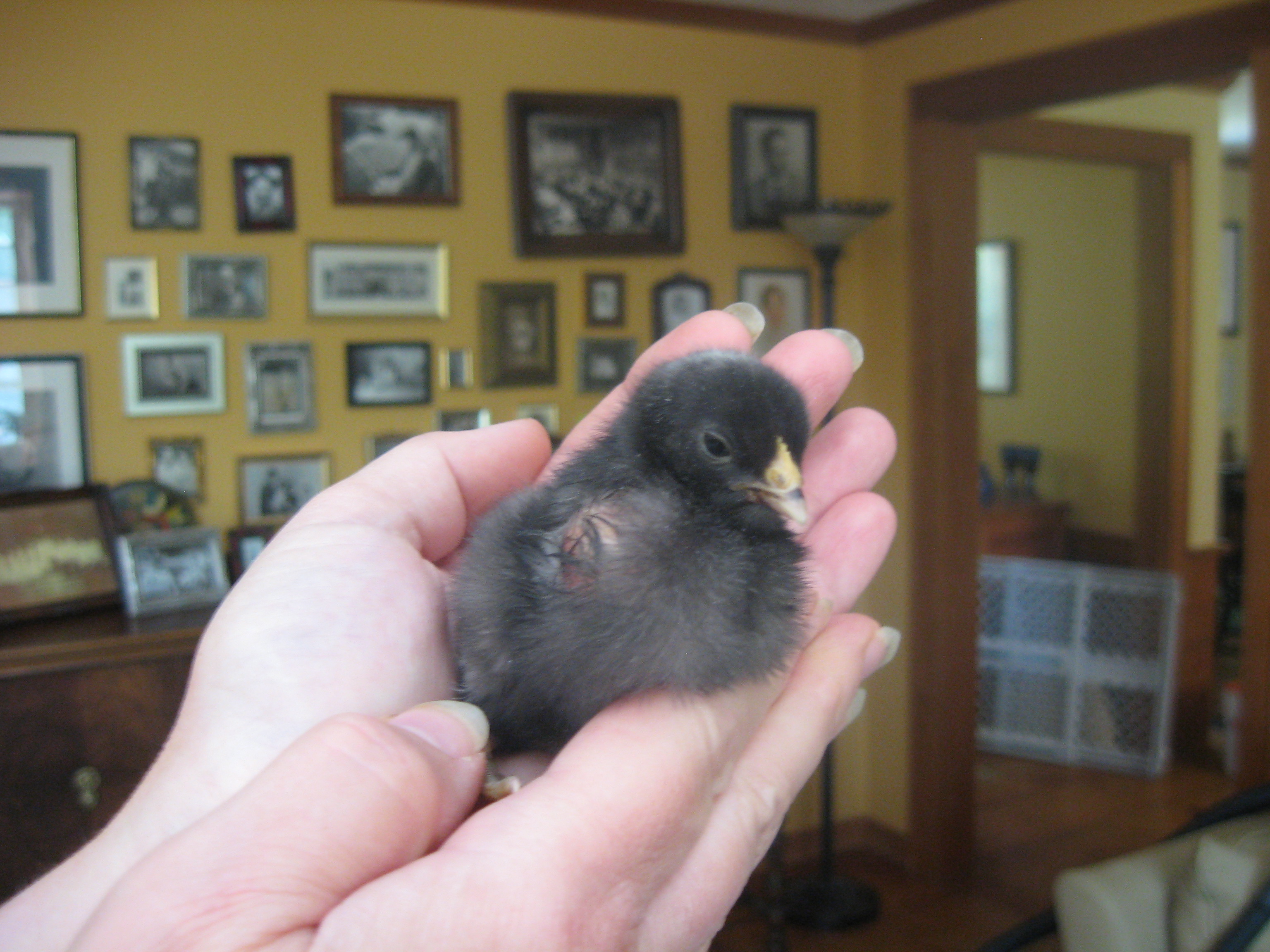 Bump on right side of chick breast