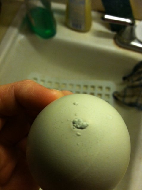 bumps on EE egg