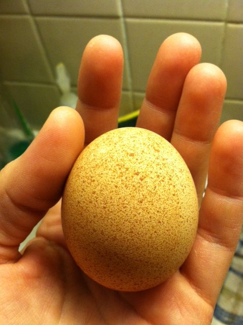 bumpy maran egg