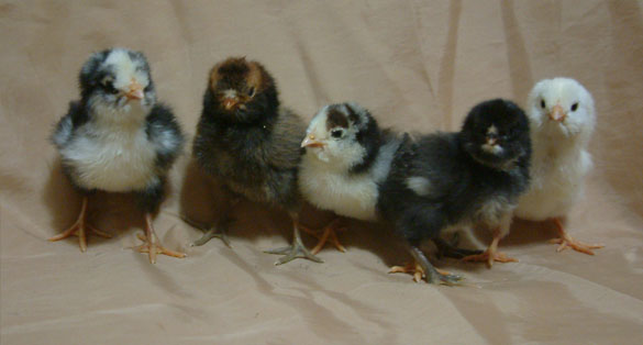 Bunch O' Easter Eggers. Left to right - mottled, gold laced, mottled patterned, brown-red, and mottled wheaten