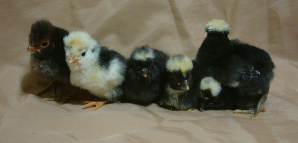 Bunch O' Polish, some good and bad quality ones. Gold Laced, mottled, and some white crested blacks (sorta)