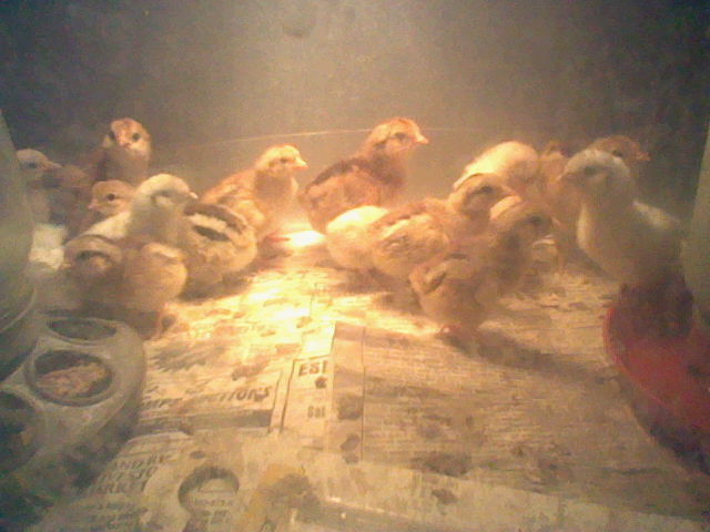bunch of chicks