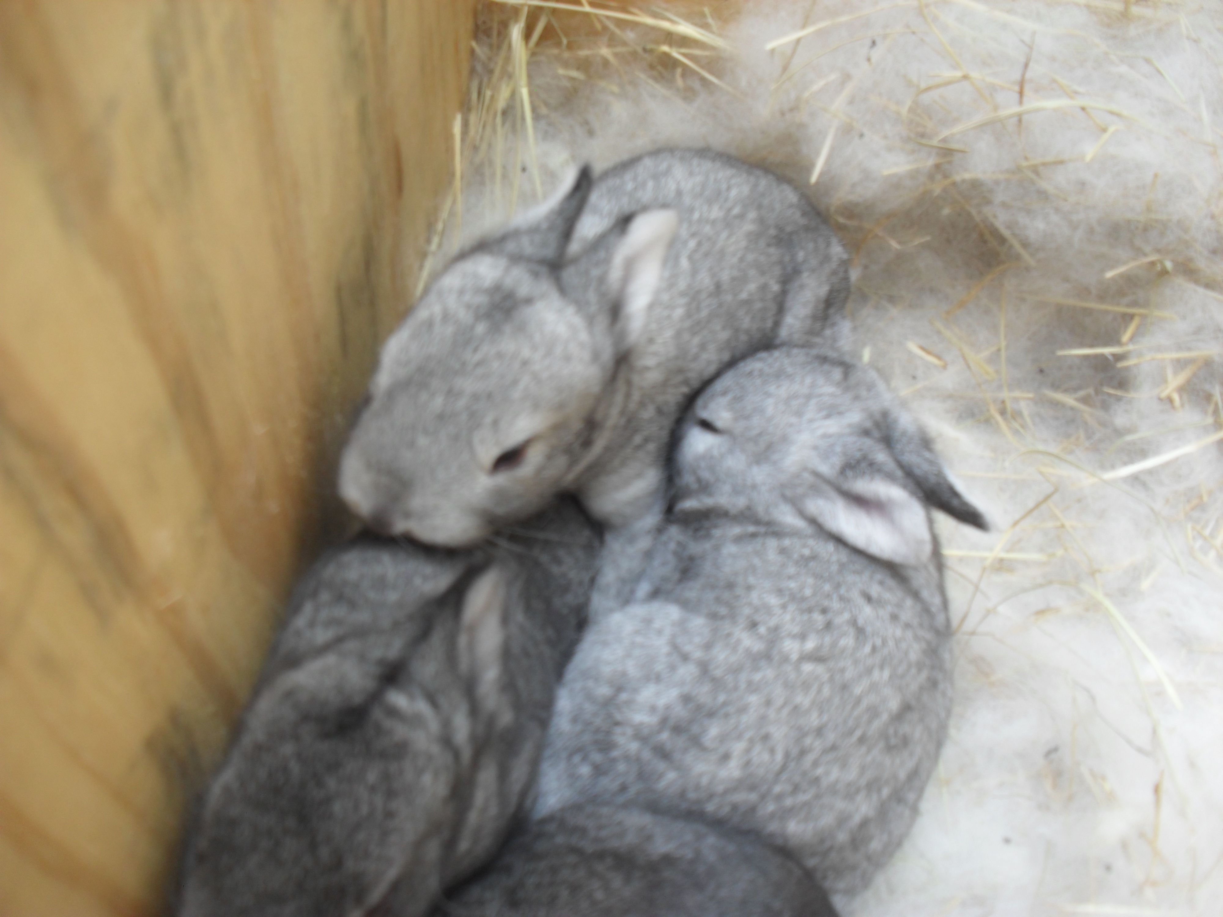 Bunnies at 1 week old